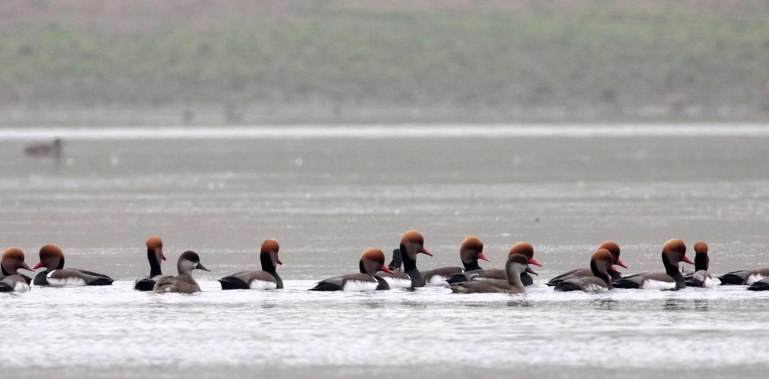 POCHARD - RED-CRESTED POCHARD - Netta rufina - CHAMBAL RIVER SANCTUARY INDIA (1).JPG