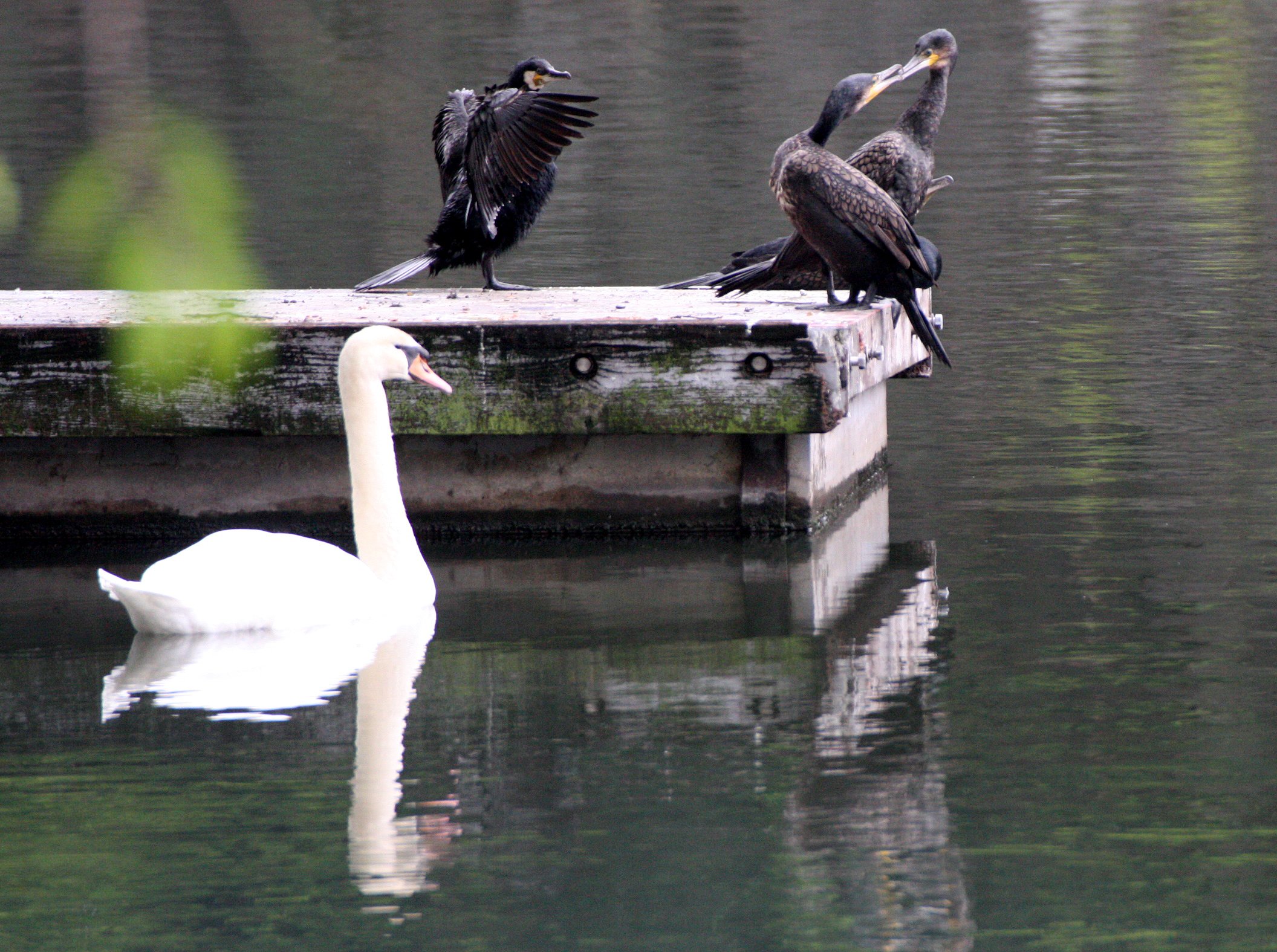 Phalacrocorax carbo - Great Cormorant - with Mute Swan - Tokyo Japan (3).JPG
