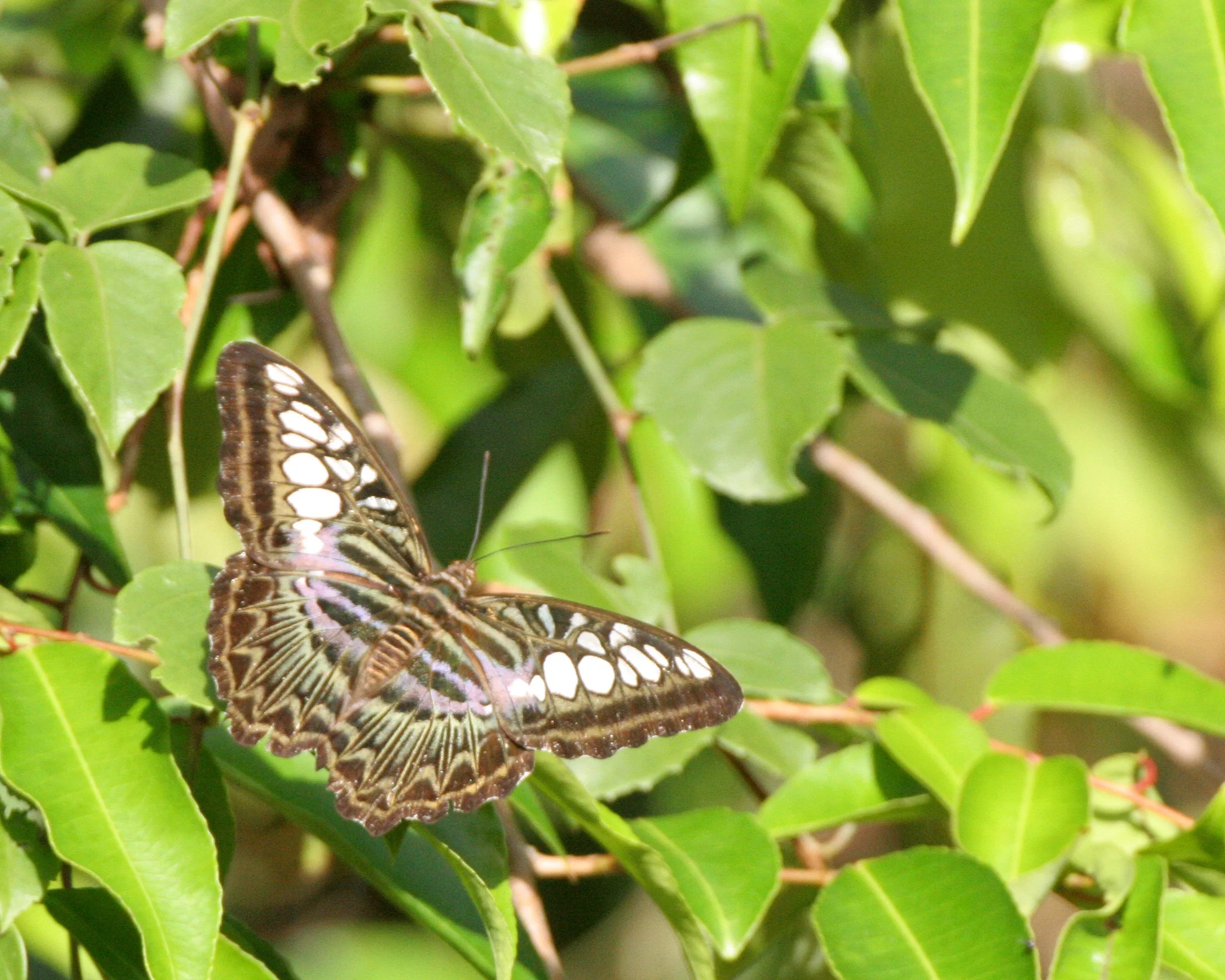 Nymphalidae - Parthenos sylvia - Kinabatangan, River, Borneo