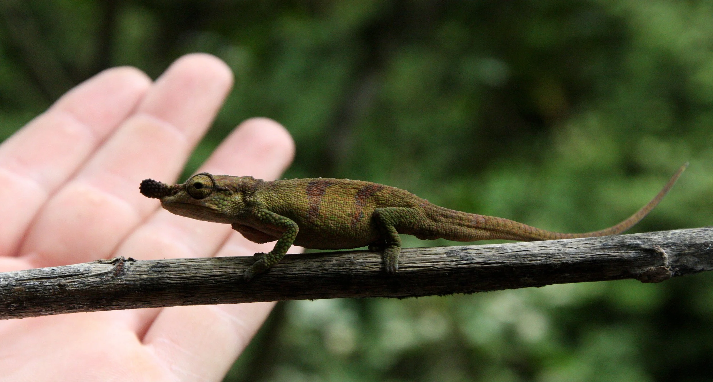 Calumma boettgeri - BOETTGER'S OR BLUE NOSED CHAMELEON - MONTAGNE D'AMBRE NATIONAL PARK (3).JPG