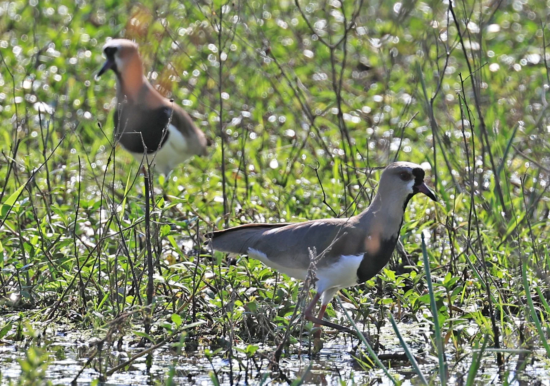 Southern Lapwing (Vanellus chilensis) Wetlands along Road between Pozo Colorado & Asuncion (1).jpg