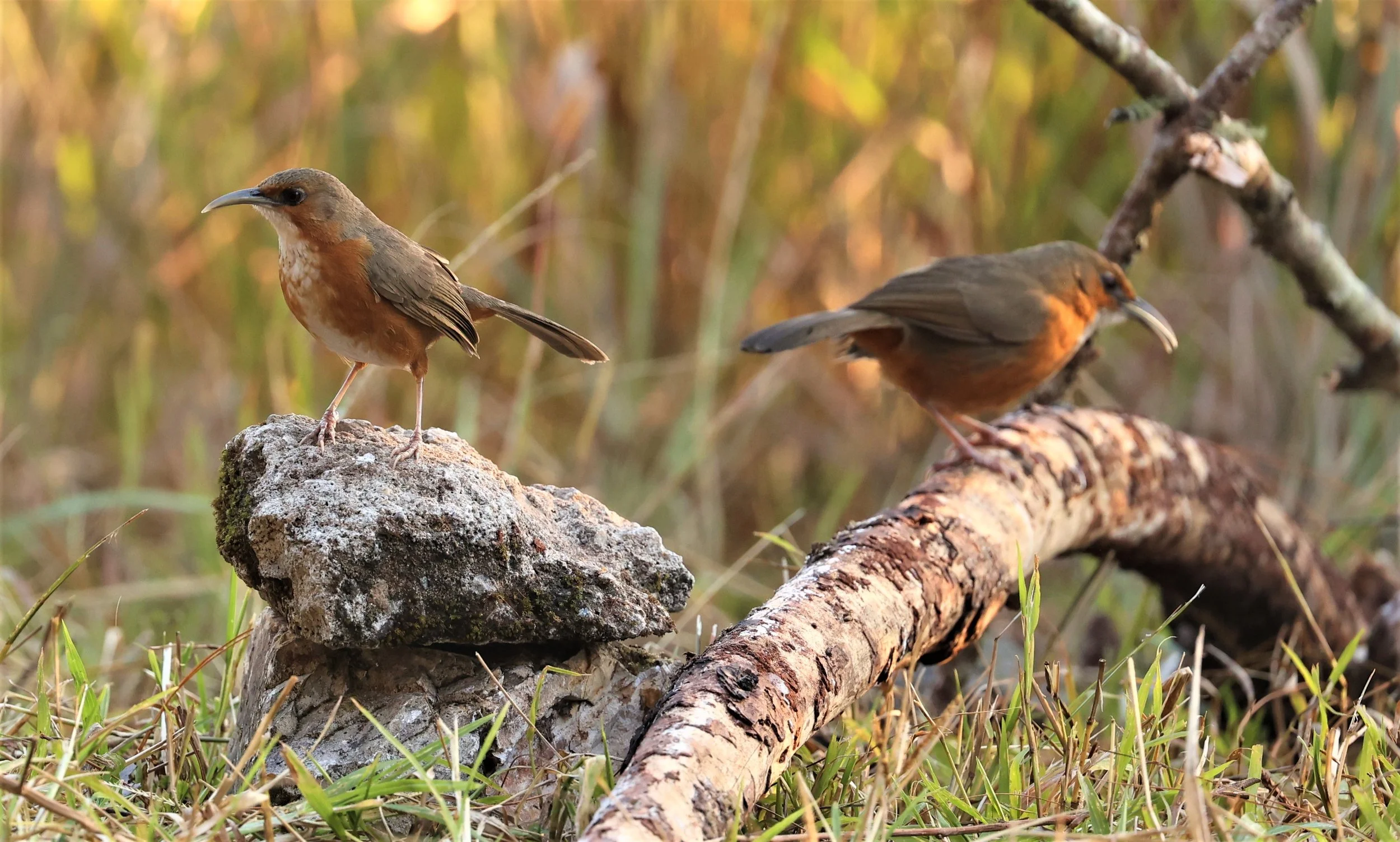 SCIMITAR BABBLER - RUSTY-CHEEKED SCIMITAR BABBLER - Erythrogenys erythrogenys - DOI LANG WEST, DOI PHA HOM POK NP, CHIANG MAI DEC 2021 (3).jpg