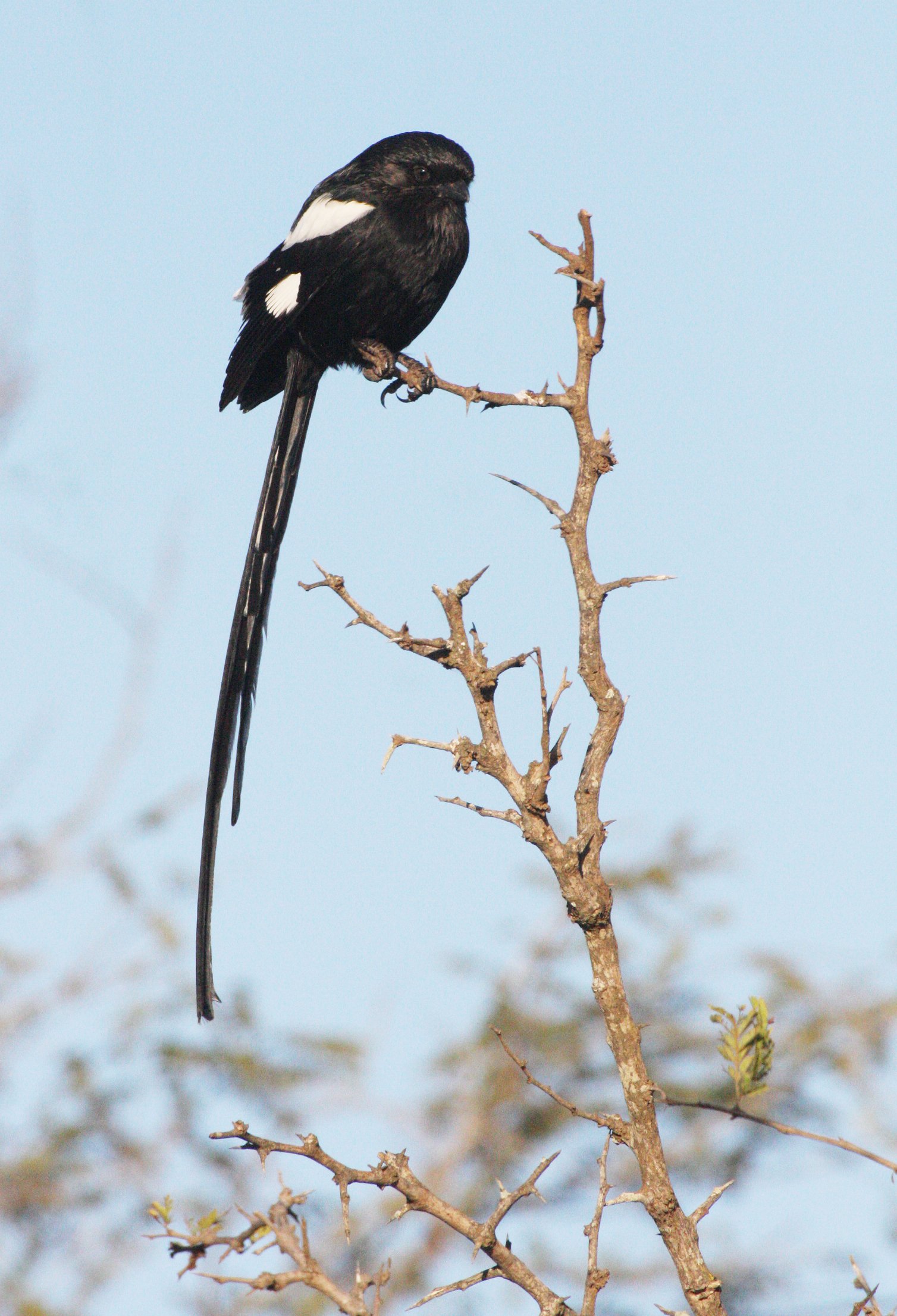 Magpie (Long-tailed) Shrike (Lanius melanoleucus) Kruger NP South Africa