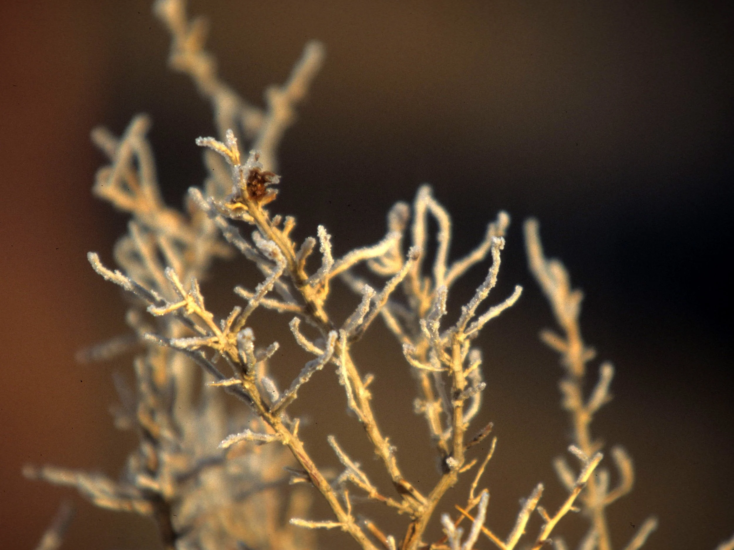 UTAH - CANYONLANDS NP - PLANT SPECIES C.jpg