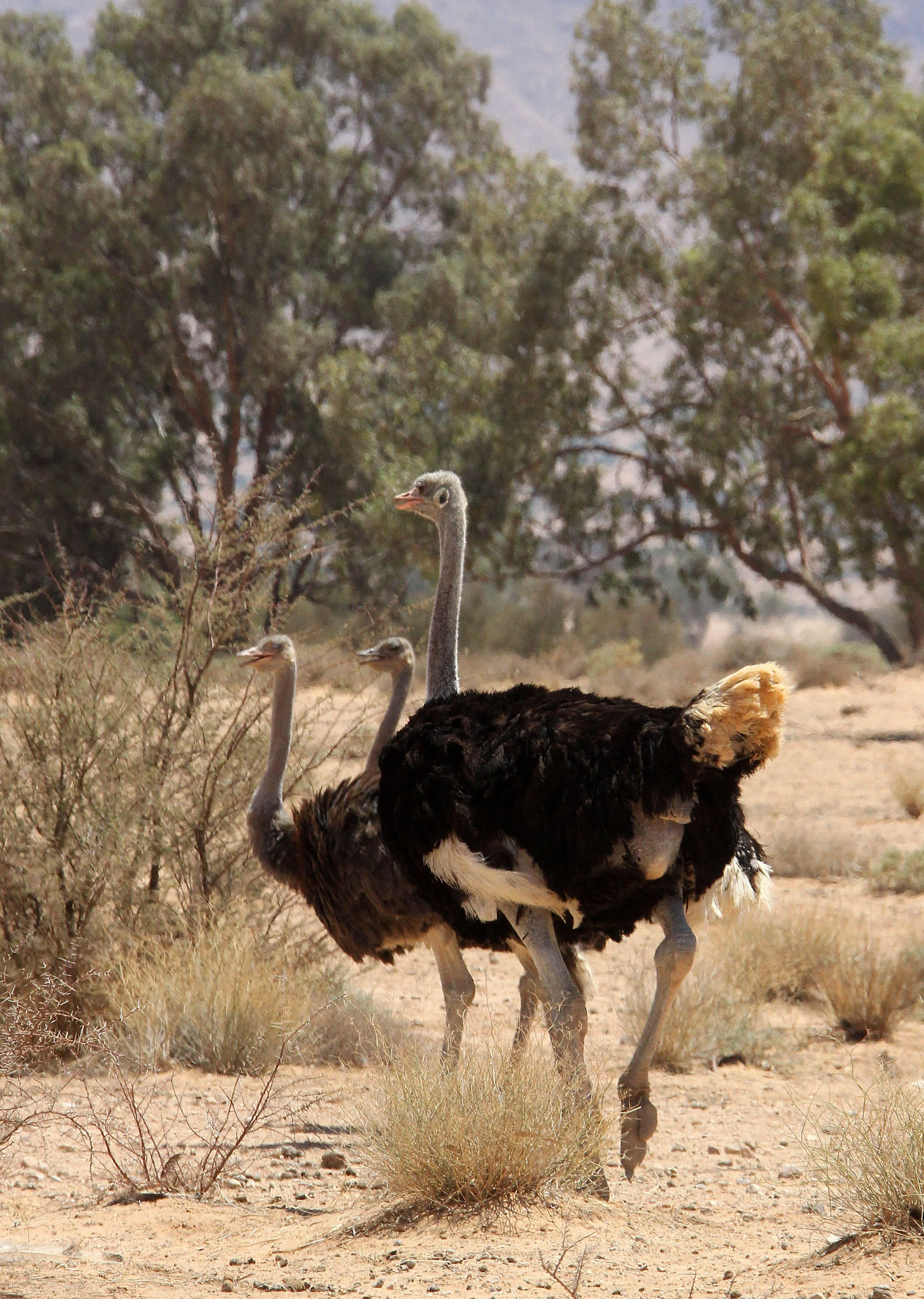 Struthio molybdophanes - SOMALI OSTRICH - HADJ NATIONAL PARK TUNISIA (7).JPG