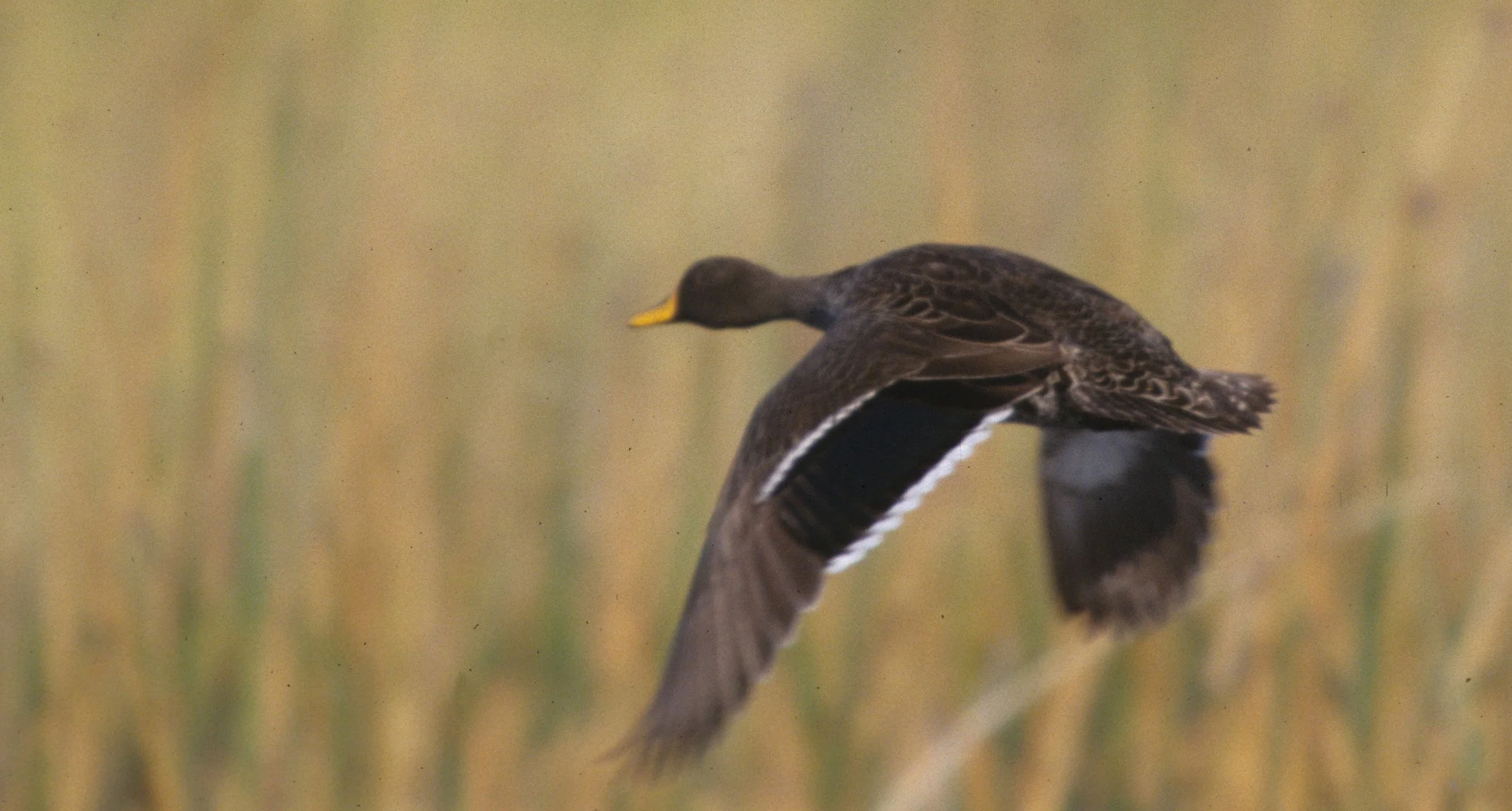BIRDS - DUCK - YELLOWBILLED- KRUGER B.jpg