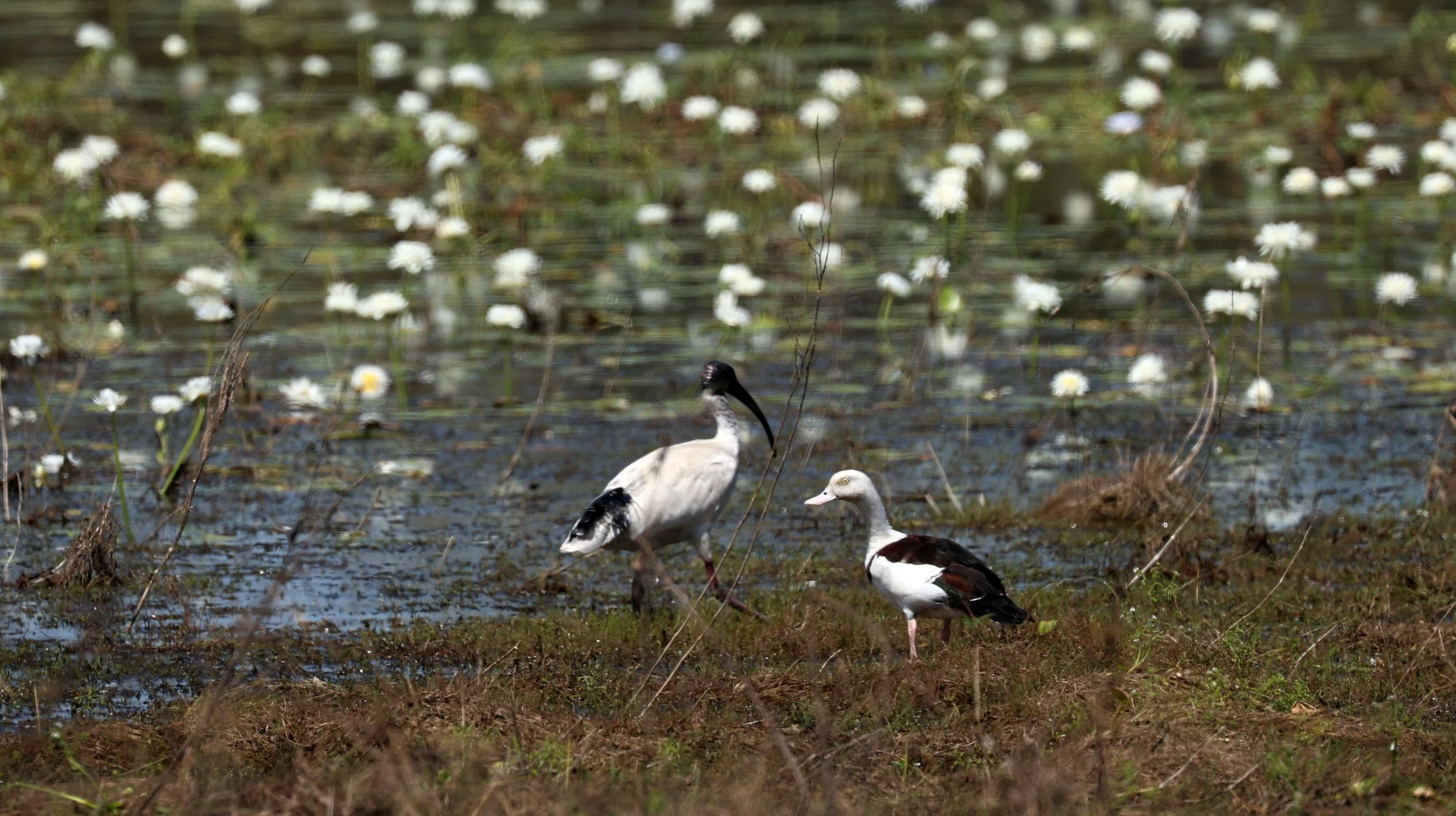 Radjah Shelduck (Tadorna radjah) Anbangbang Billabong, Kakadu NP - Northern Territory  (31).jpg