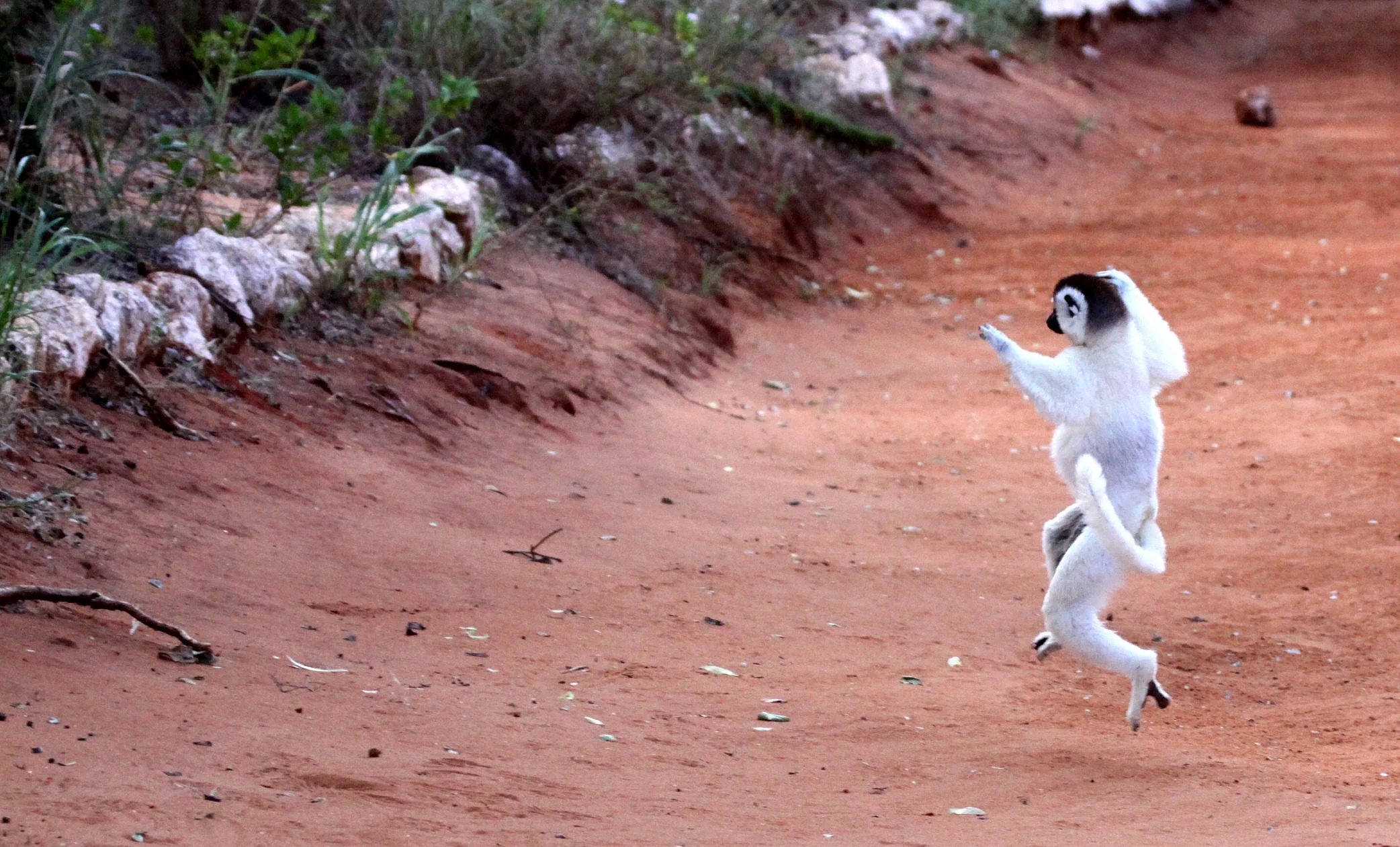 INDRIIDAE - Propithecus verreauxi - VERREAUX'S SIFAKA - ANDOHAHELA NATIONAL PARK MADAGASCAR (17).JPG