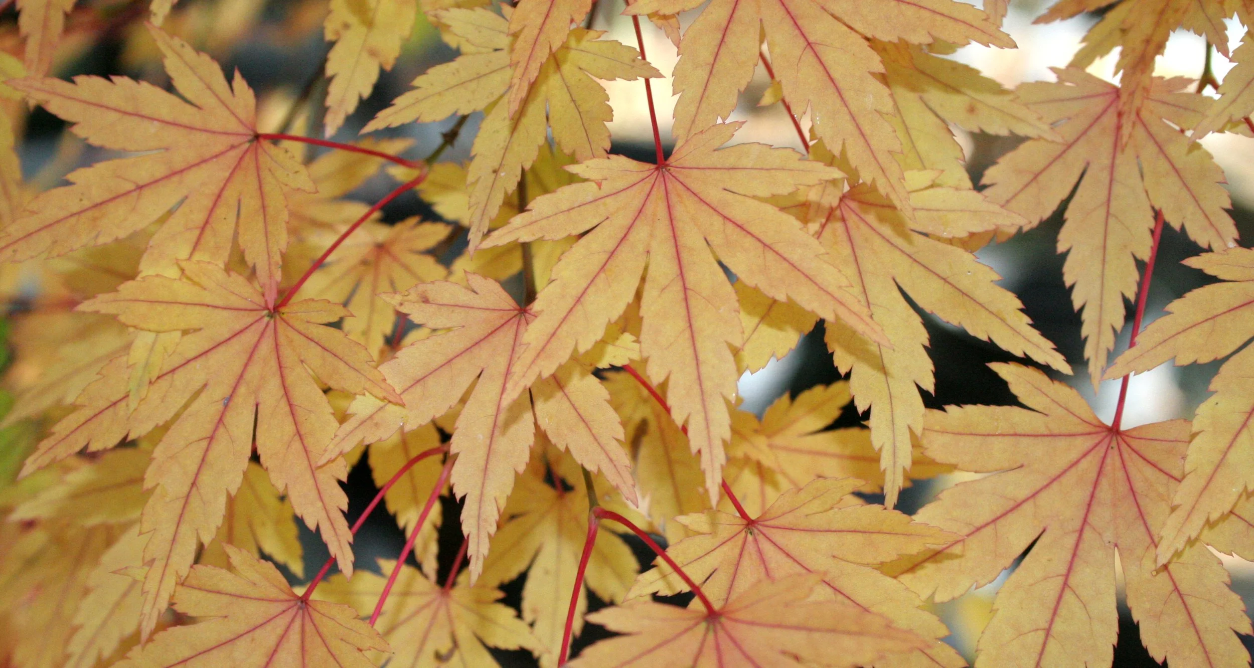2008-10-26 MAPLE AND MERLOT - ELWHA RIVER VALLEY WA (7).JPG