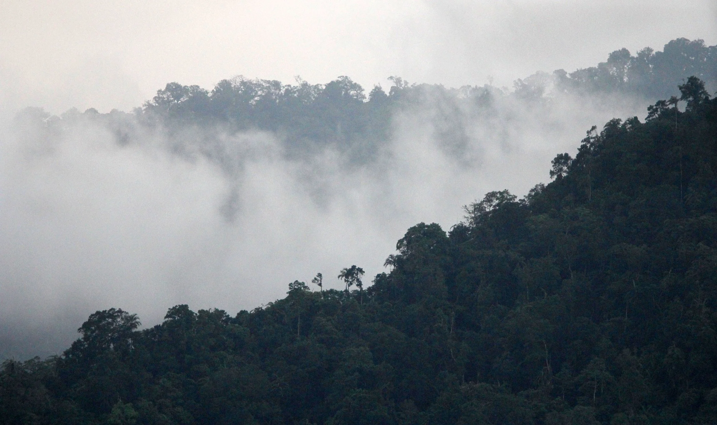 TANGKOKO NATIONAL PARK SULAWESI INDONESIA (75).JPG
