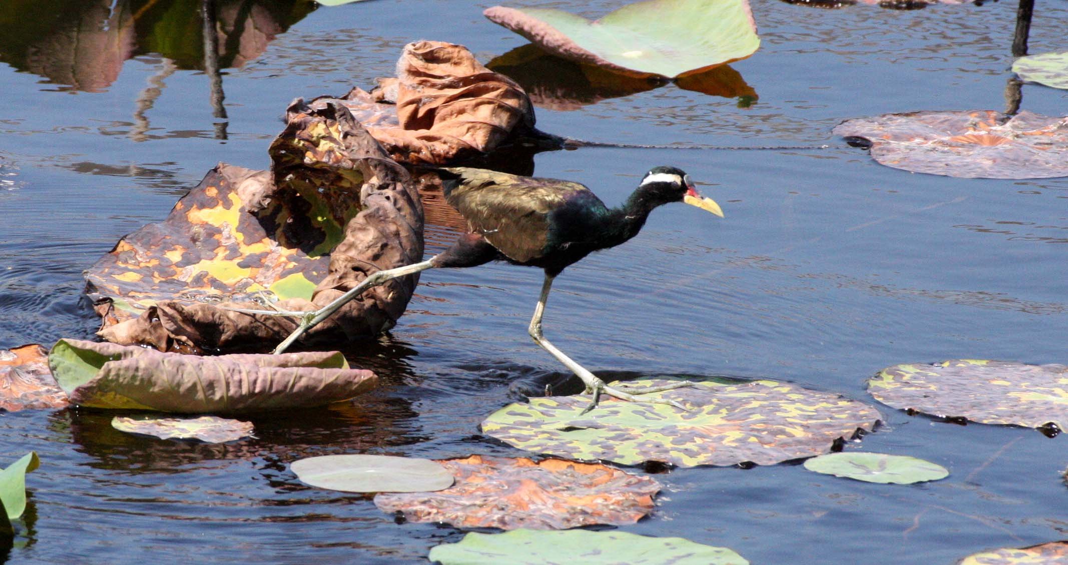 JACANA - BRONZE-WINGED JACANA - Metopidius indicus - KHAO SAM ROI YOT THAILAND (12).JPG