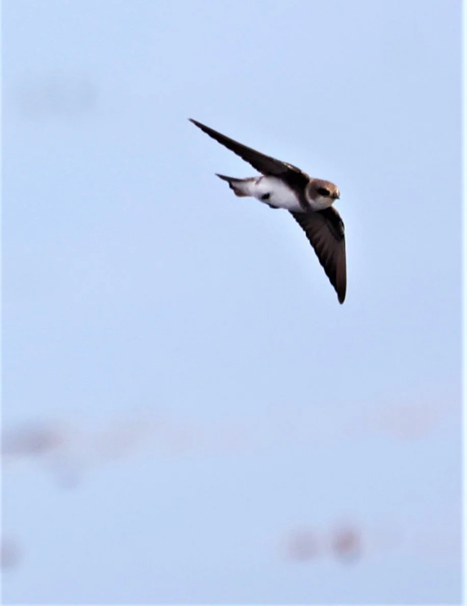 Barn Swallow (Hirundo rustica) Thap Yao Rice Fields Lat Krabang Bangkok (58).jpg