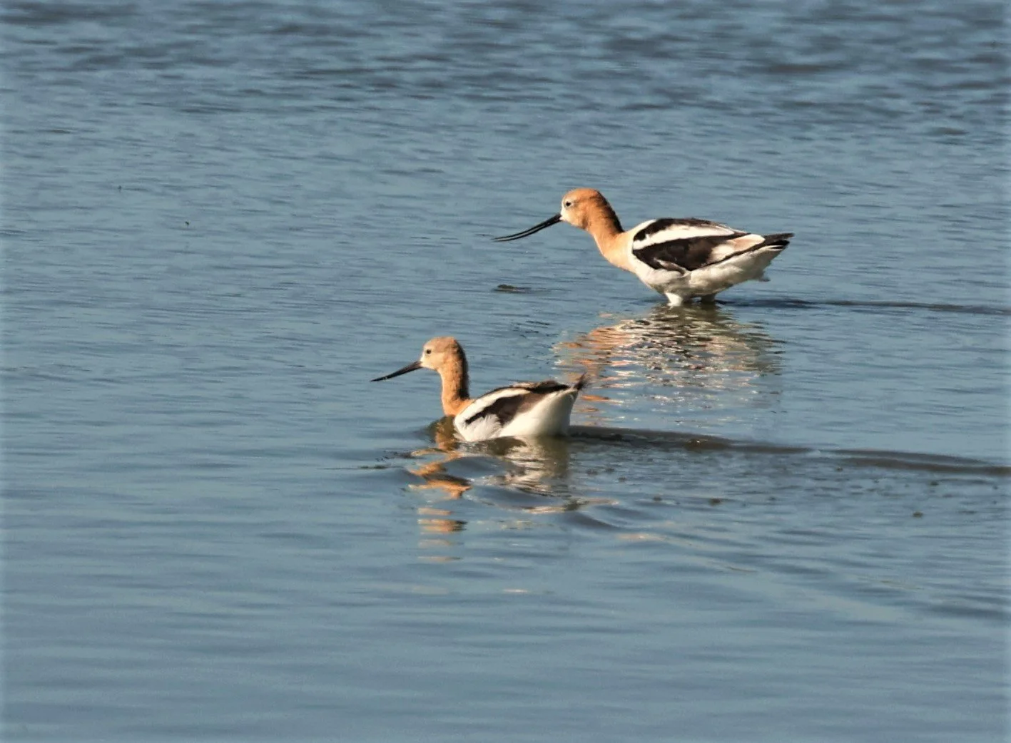 Recurvirostra americana - AMERICAN AVOCET - ELKHORN SLOUGH MOSS LANDING CALIFORNIA AUGUST 2022 (36).jpg