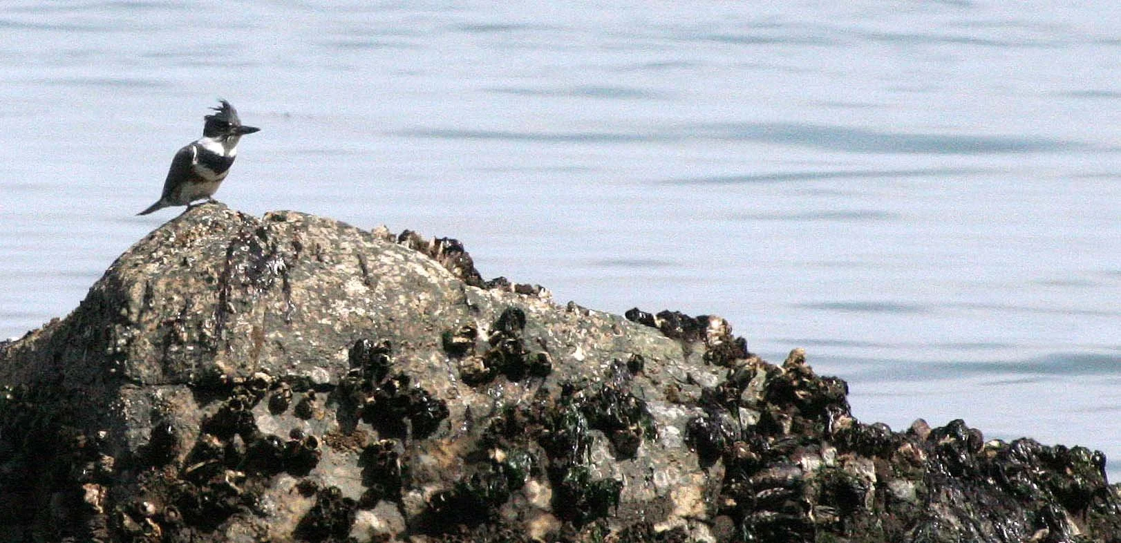 BIRD - KINGFISHER - BELTED KINGFISHER - LAKE  FARM BEACH WA (9).JPG