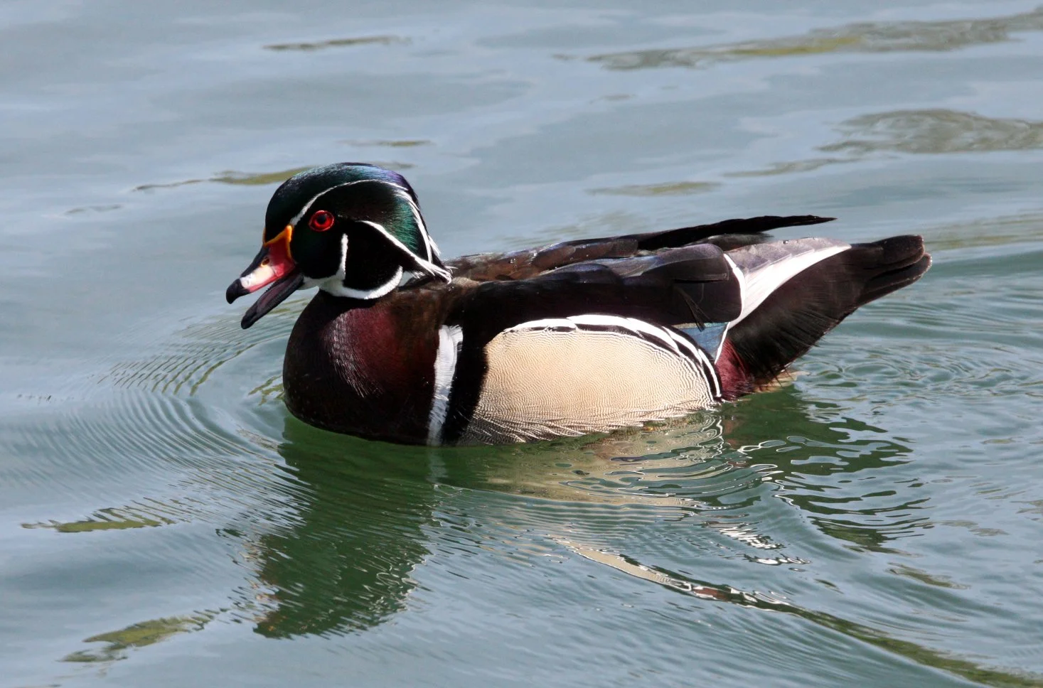 DUCK - WOOD DUCK - Aix sponsa - SACRAMENTO CALIFORNIA (7).JPG