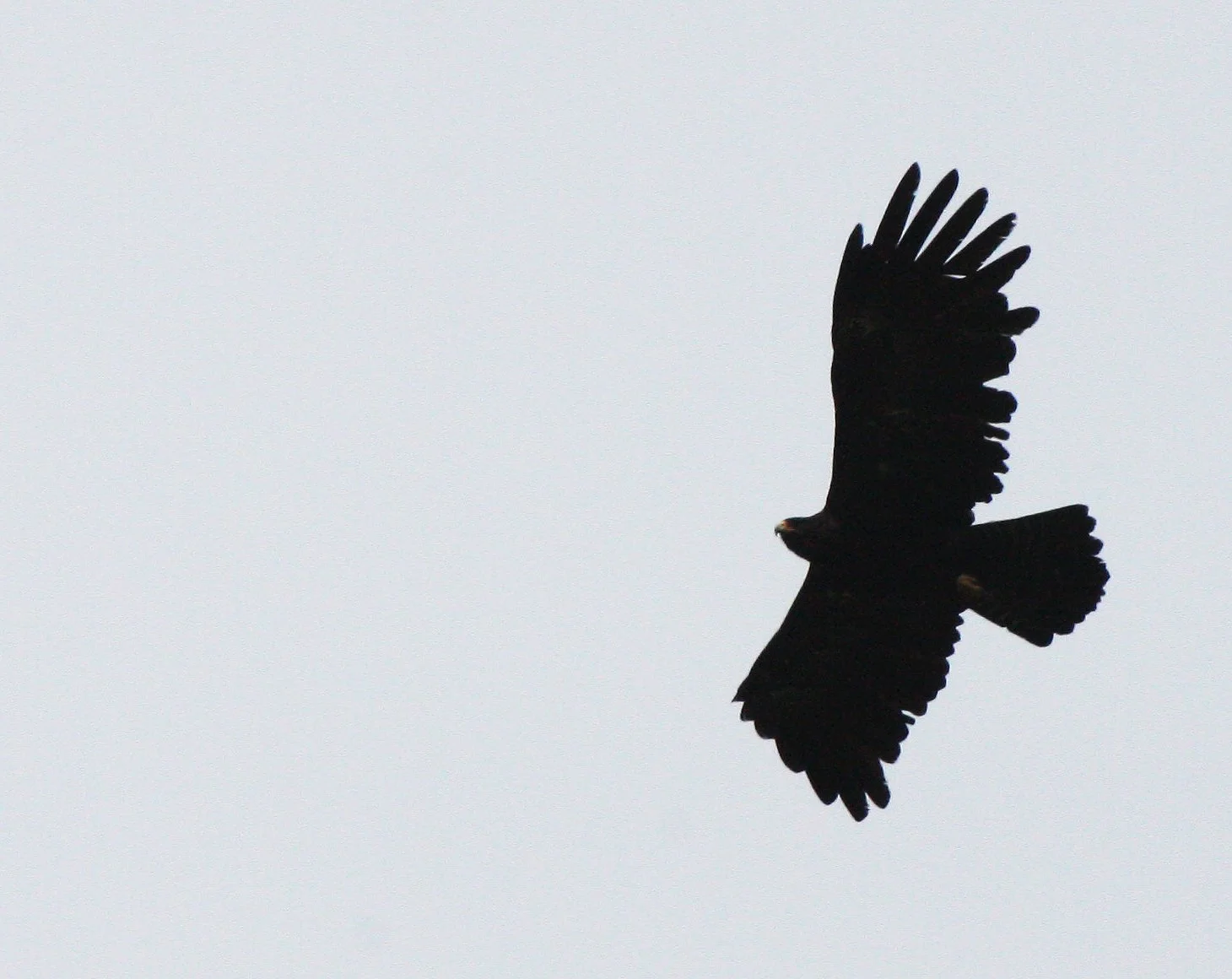 Ictinaetus malaiensis - BLACK EAGLE - KAENG KRACHAN THAILAND (20).JPG