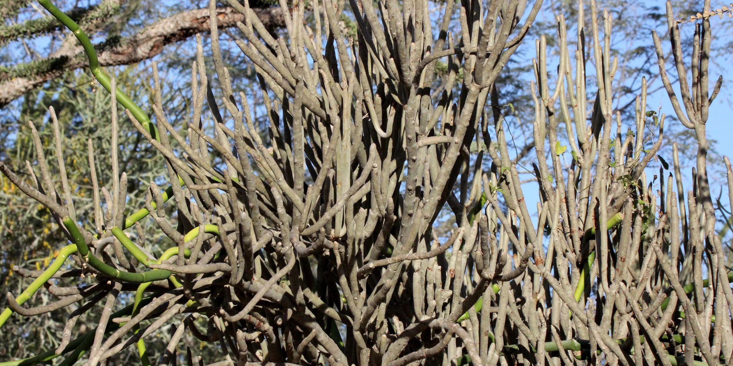 PLANT - ALLUAUDIA DUMOSA - BERENTY RESERVE MADAGASCAR (6).JPG