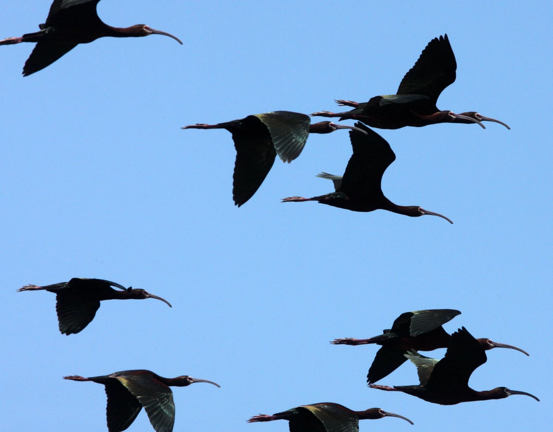 IBIS - WHITE-FACED  IBIS - Plegadis chihi - KERN NATIONAL WILDLIFE REFUGE CALIFORNIA (11).JPG