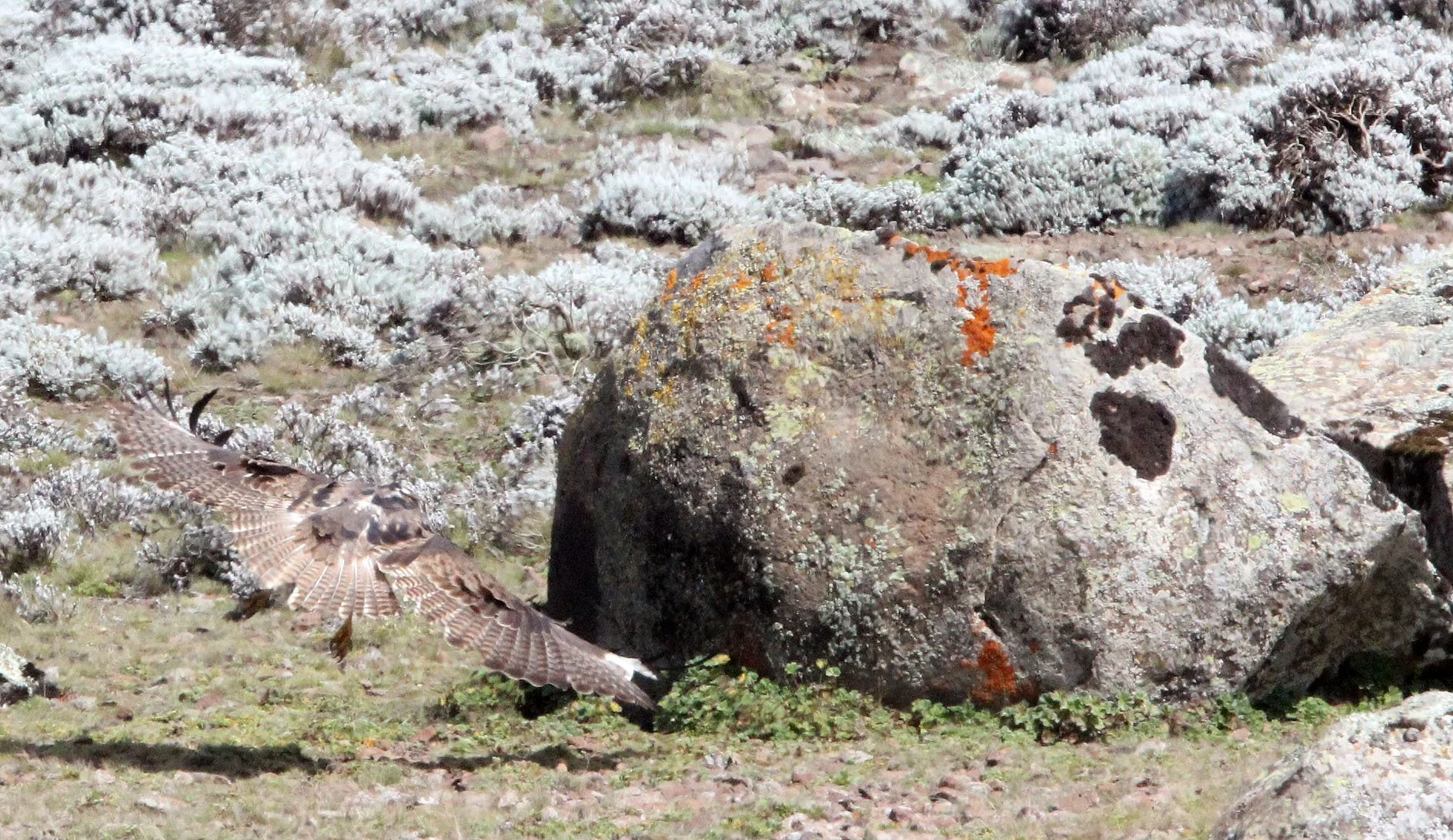 Clanga clanga - GREATER SPOTTED EAGLE - BALE MOUNTAINS NATIONAL PARK ETHIOPIA (13).JPG