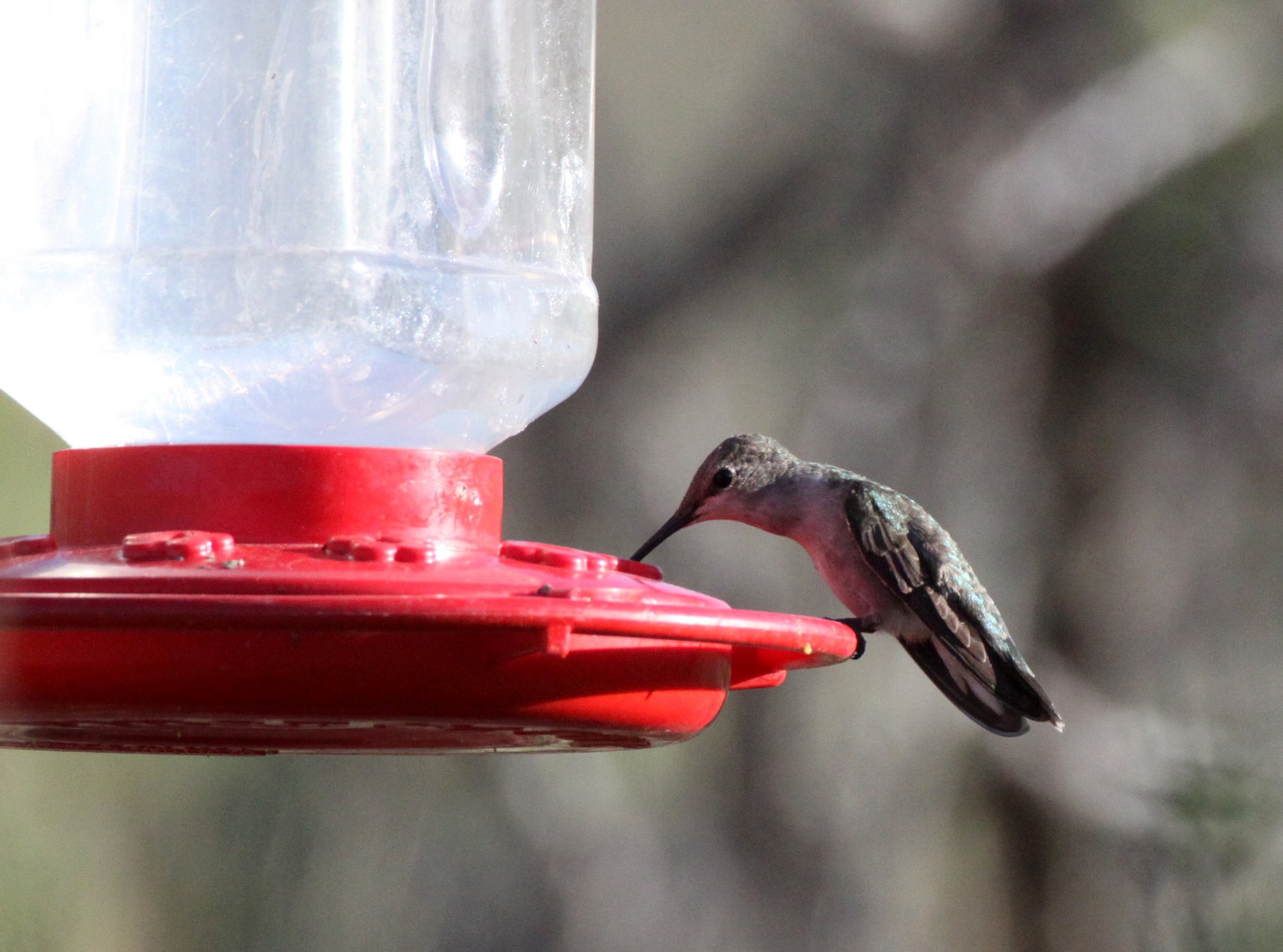 BIRD - HUMMINGBIRD - BLACK-CHINNED IMMATURE - FRANKLIN MOUNTAINS STATE PARK TEXAS (2).JPG