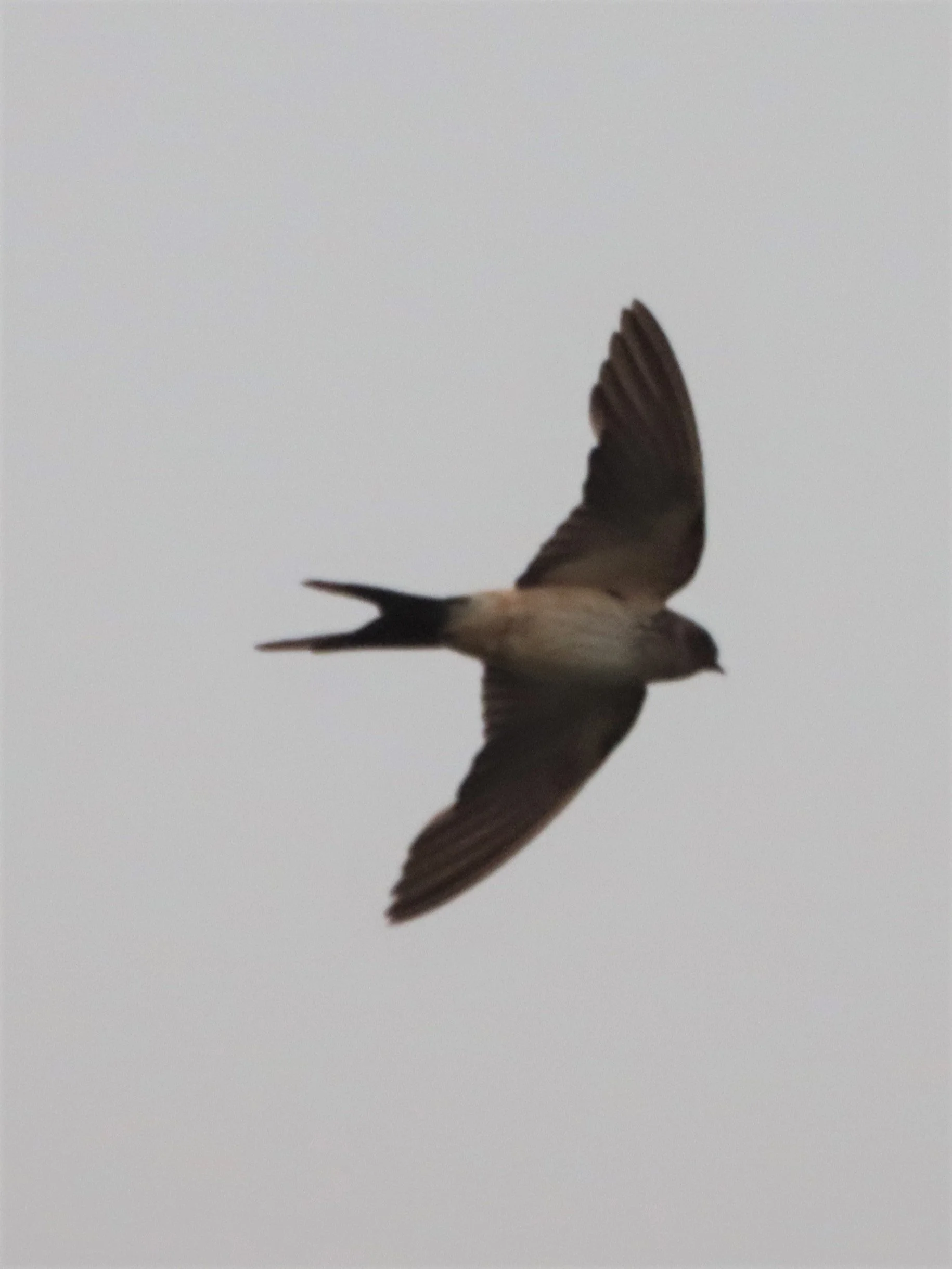 Barn Swallow (Hirundo rustica) Lat Krabang Thailand (2).jpg