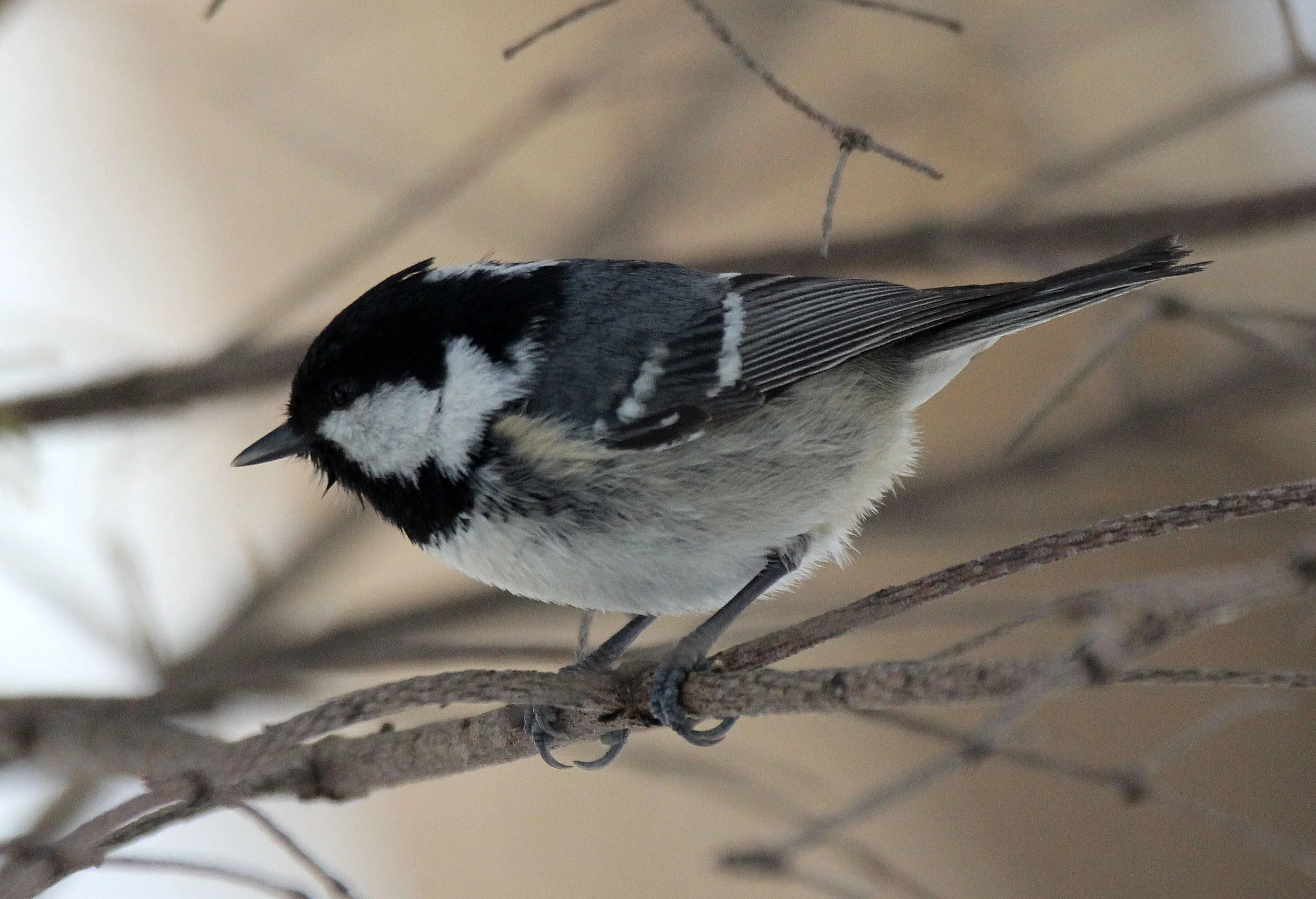 Coal Tit (Periparus ater) Kinohiroba Park, Abashiri, Hokkaido Japan (5).JPG