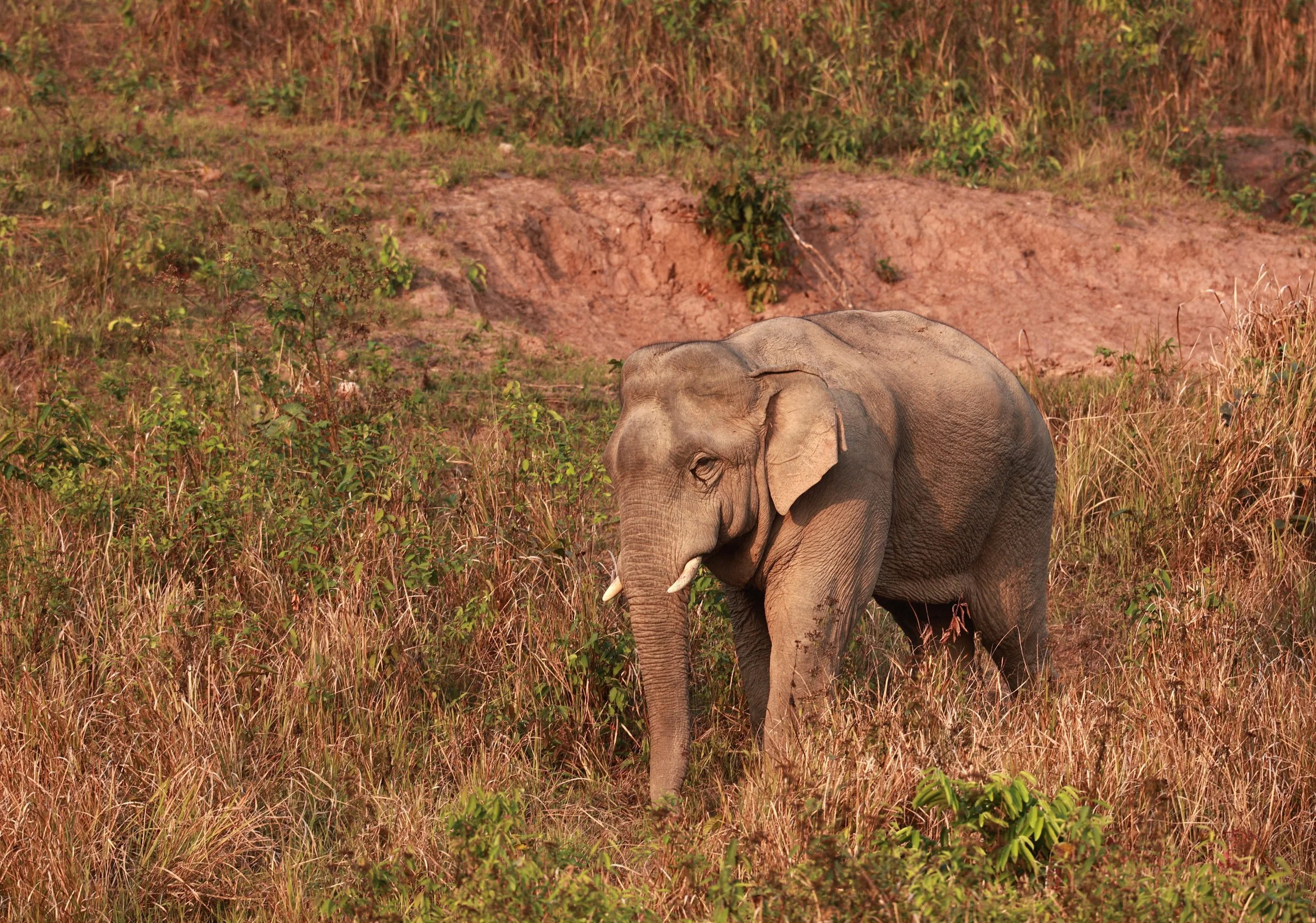 Asian Elephant (Elephas maximus) Khao Yai National Park, Thailand (30).jpg