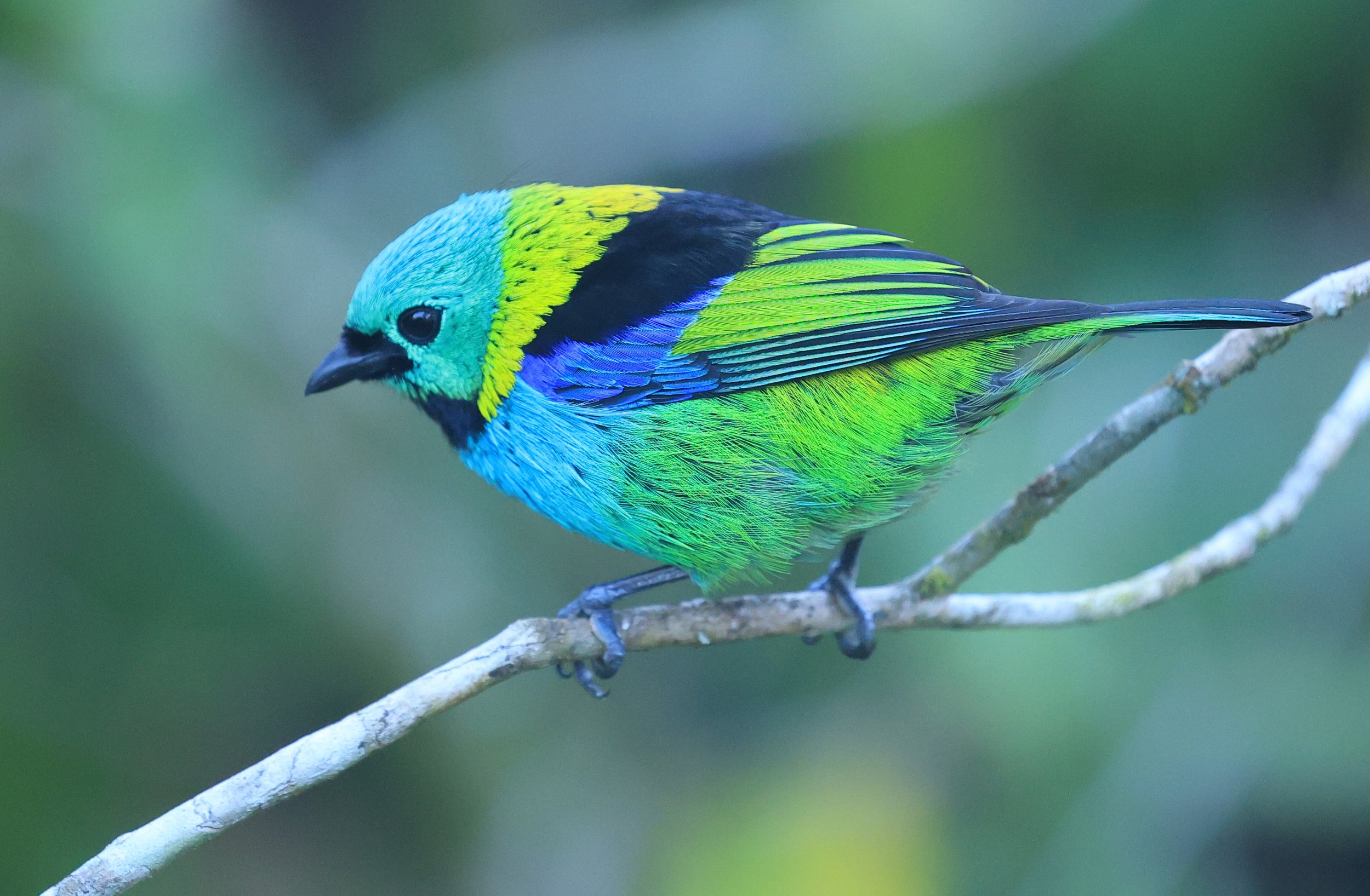 Green-headed Tanager (Tangara seledon)  Superagui National Park