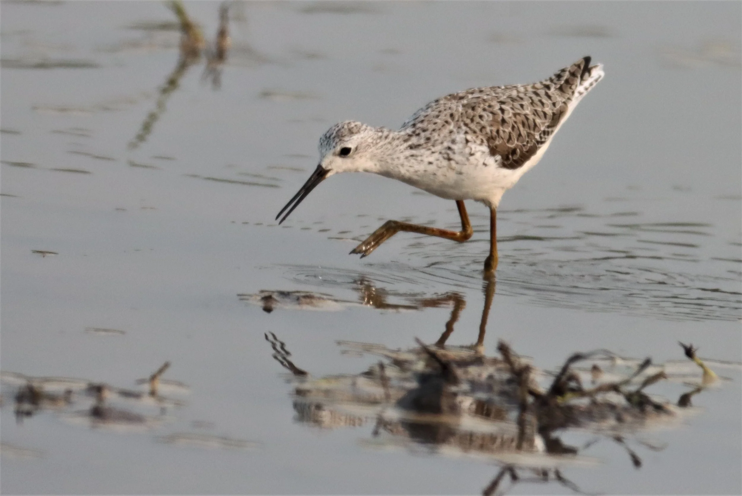 SANDPIPER - MARSH SANDPIPER - Tringa stagnatilis - PATHUM THANI RICE RESEARCH CENTER (3).jpg