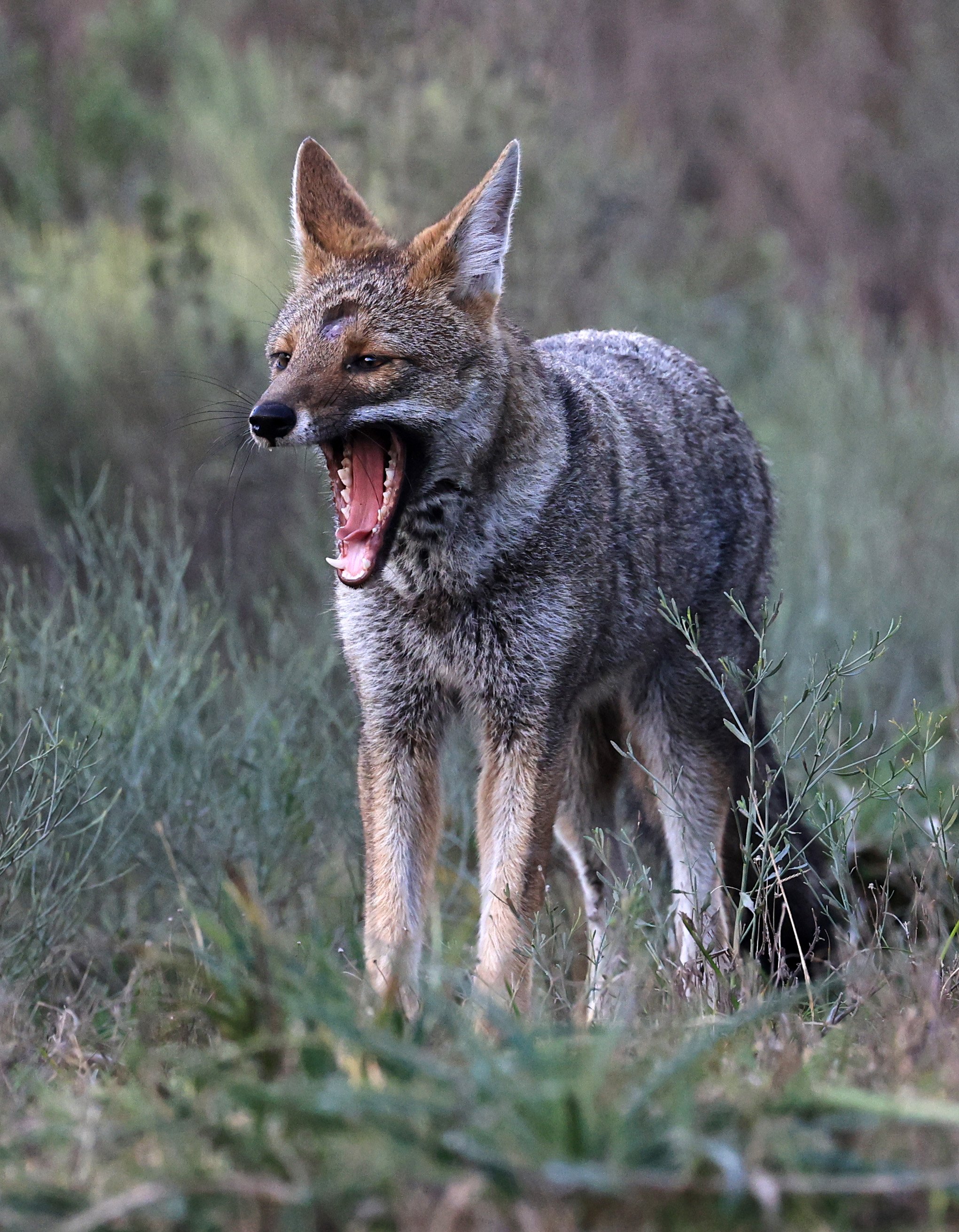 Pampas Fox (Lycalopex gymnocercus) El Palmar National Park, Entre Rios, Argentina (55).jpg