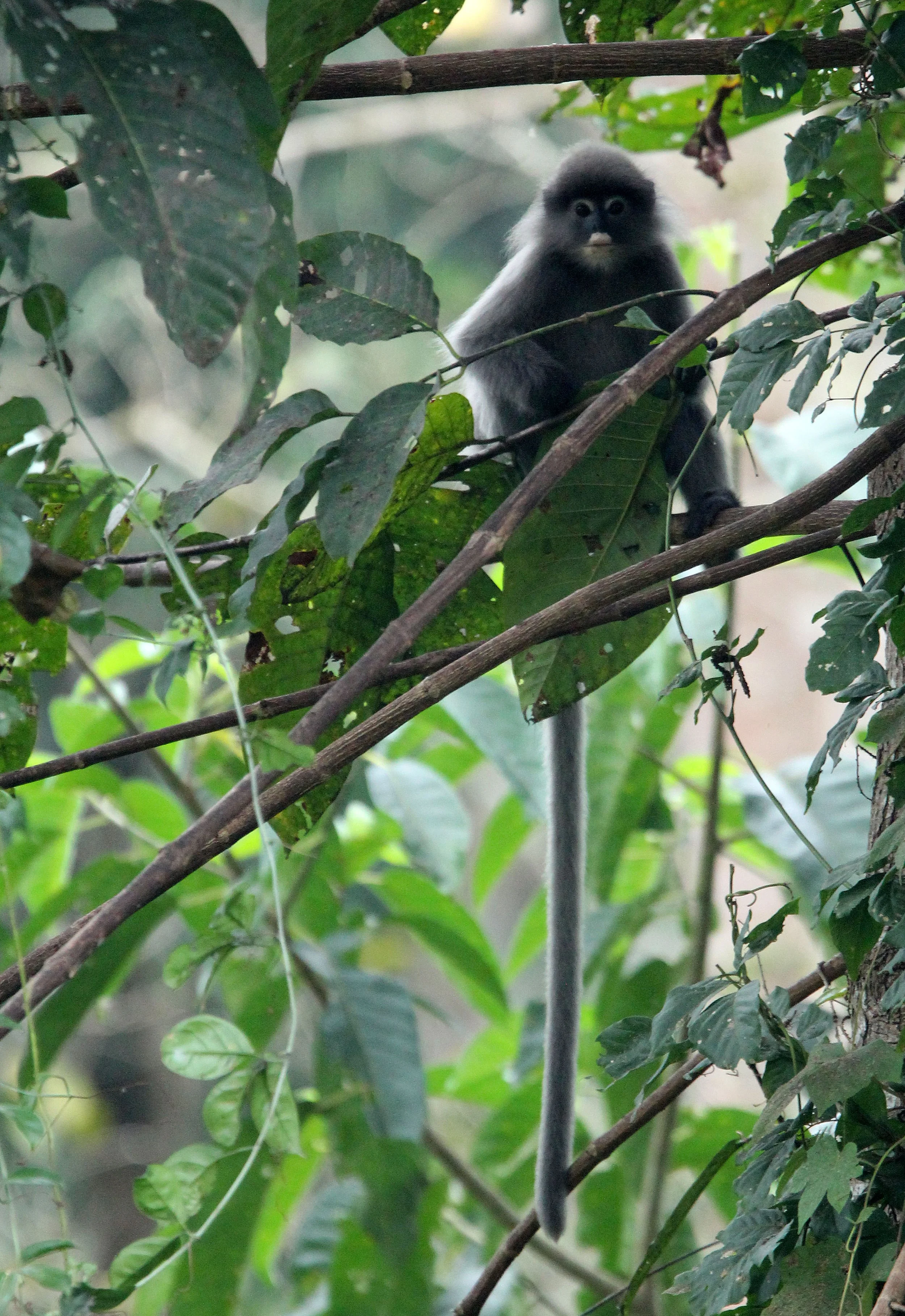 CERCOPITHECIDAE - Trachypithecus crepusculus - INDOCHINESE GRAY LANGUR - HUAI KHA KHAENG WILDLIFE RESERVE - KHAO BAN DAI STATION - THAILAND (20).JPG