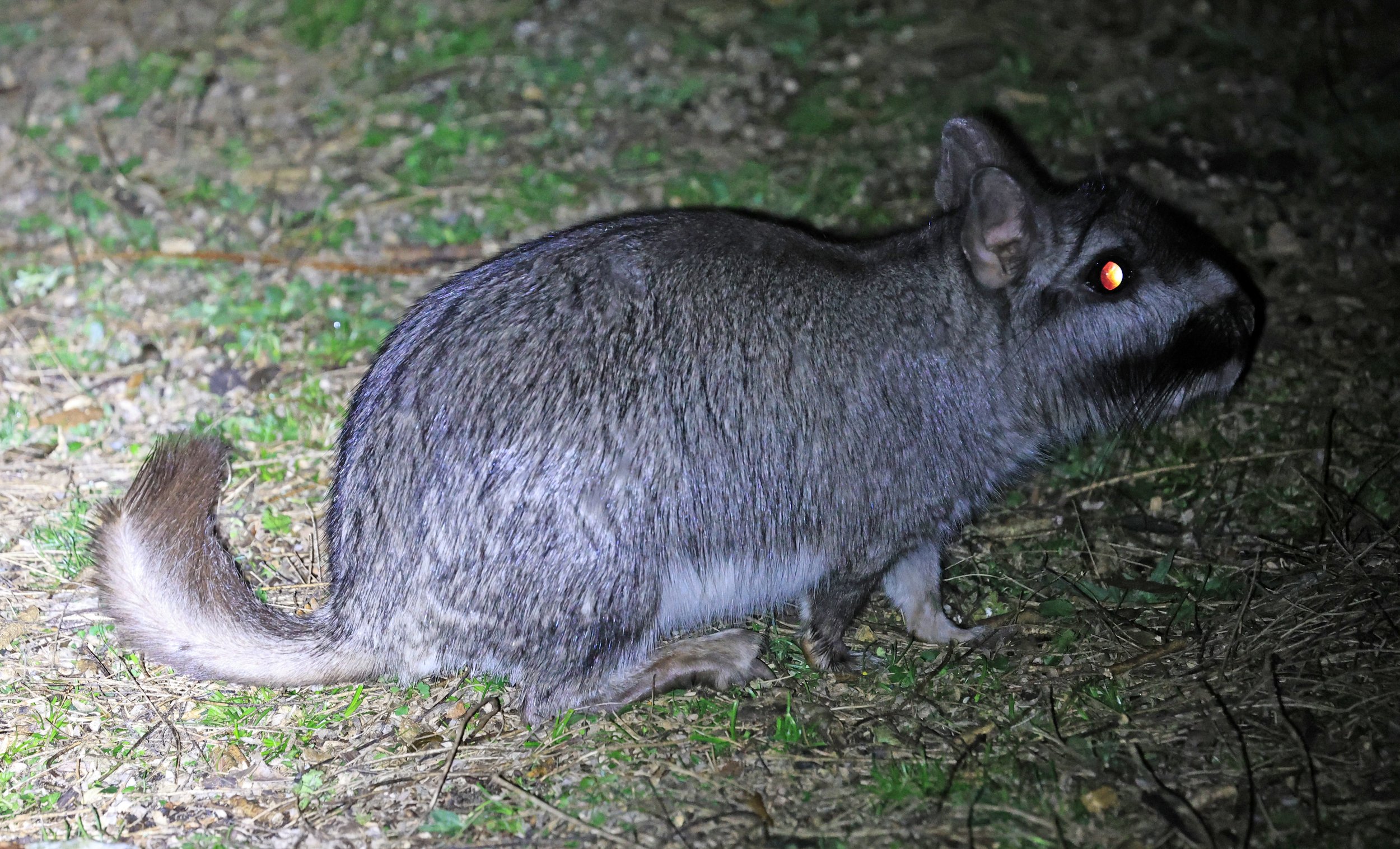 Plains Vizcacha (Lagostomus maximus) El Palmar National Park, Entre Rios, Argentina (41).jpg