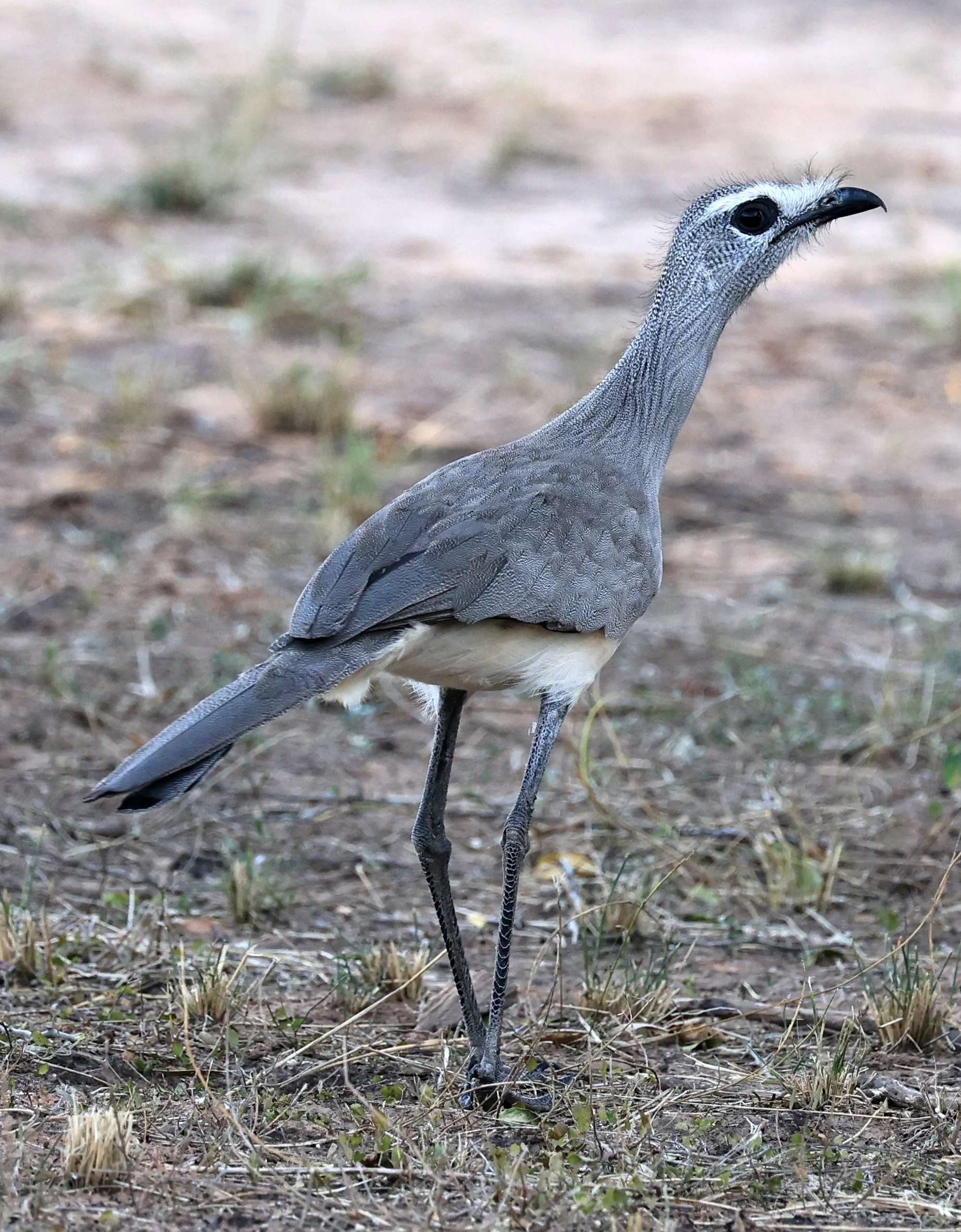 Black-legged Seriema (Chunga burmeisteri) Parque Nacional Teniente Agripino Enciso (31).jpg