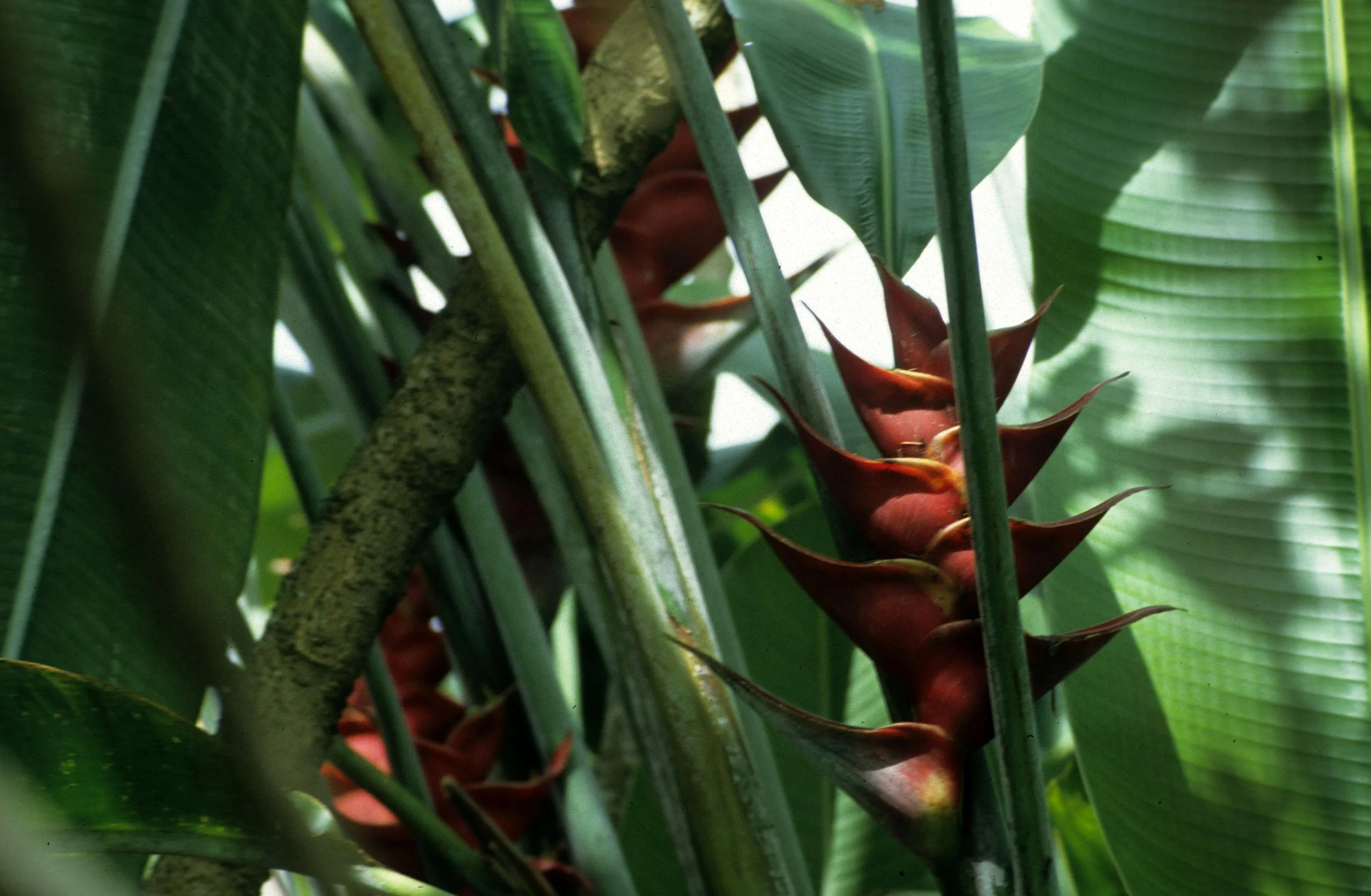 HAWAII - HAWAII - KAWAUCHI RED - HELICONIA CARIBAEA.jpg