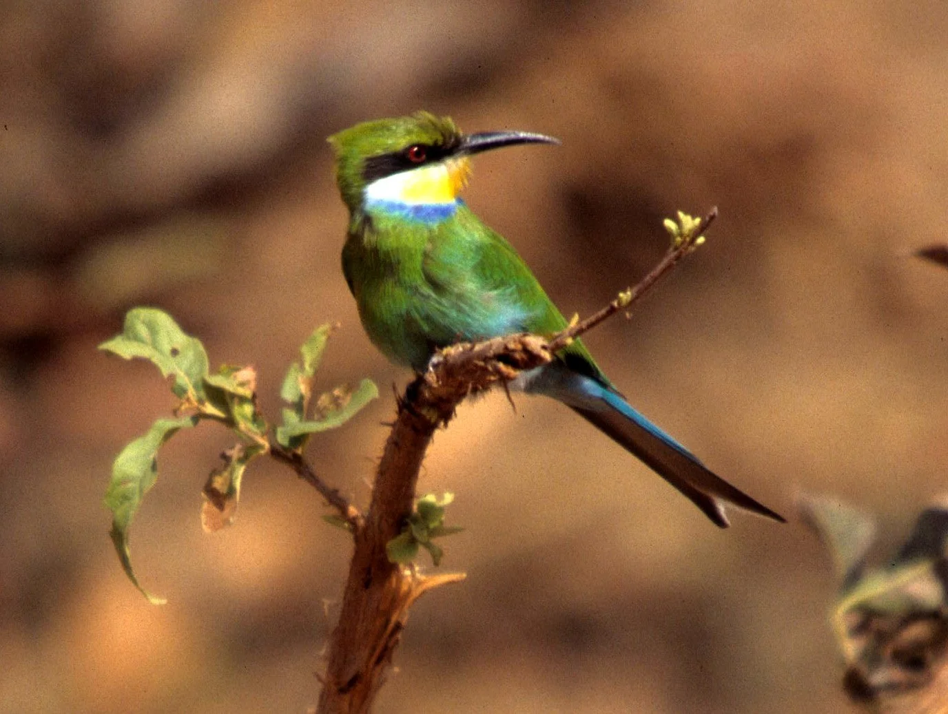 BIRD - BEE-EATER - RAINBOW BEE-EATER - KAKADU NP A1.jpg