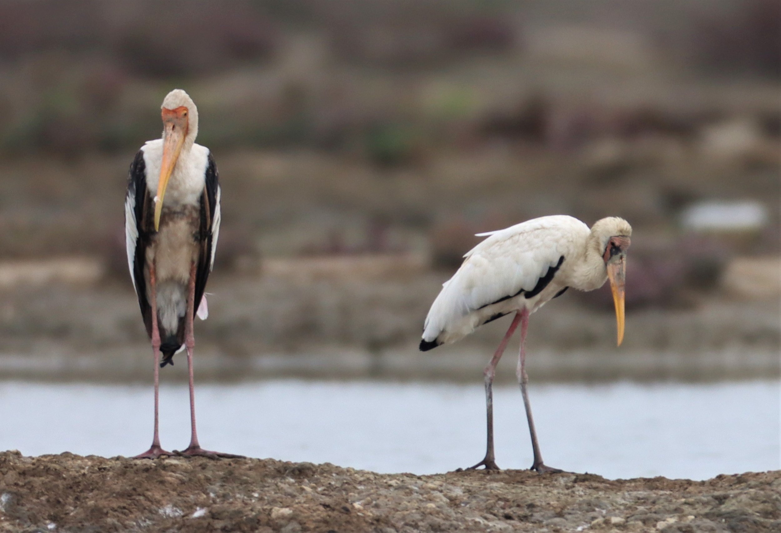 STORK - MILKY STORK - Mycteria cinerea - WITH PAINTED STORK - KHLONG TAMRU CHONBURI (46).jpg