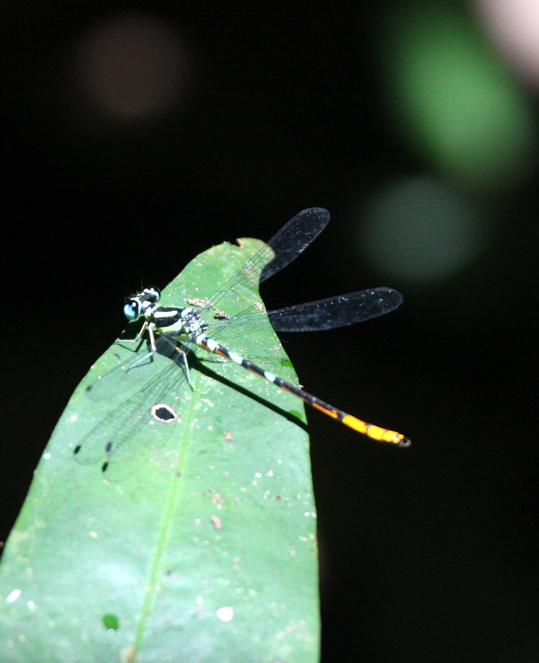 INVERT - ODONATA - DRAGONFLY SPECIES G (6).JPG