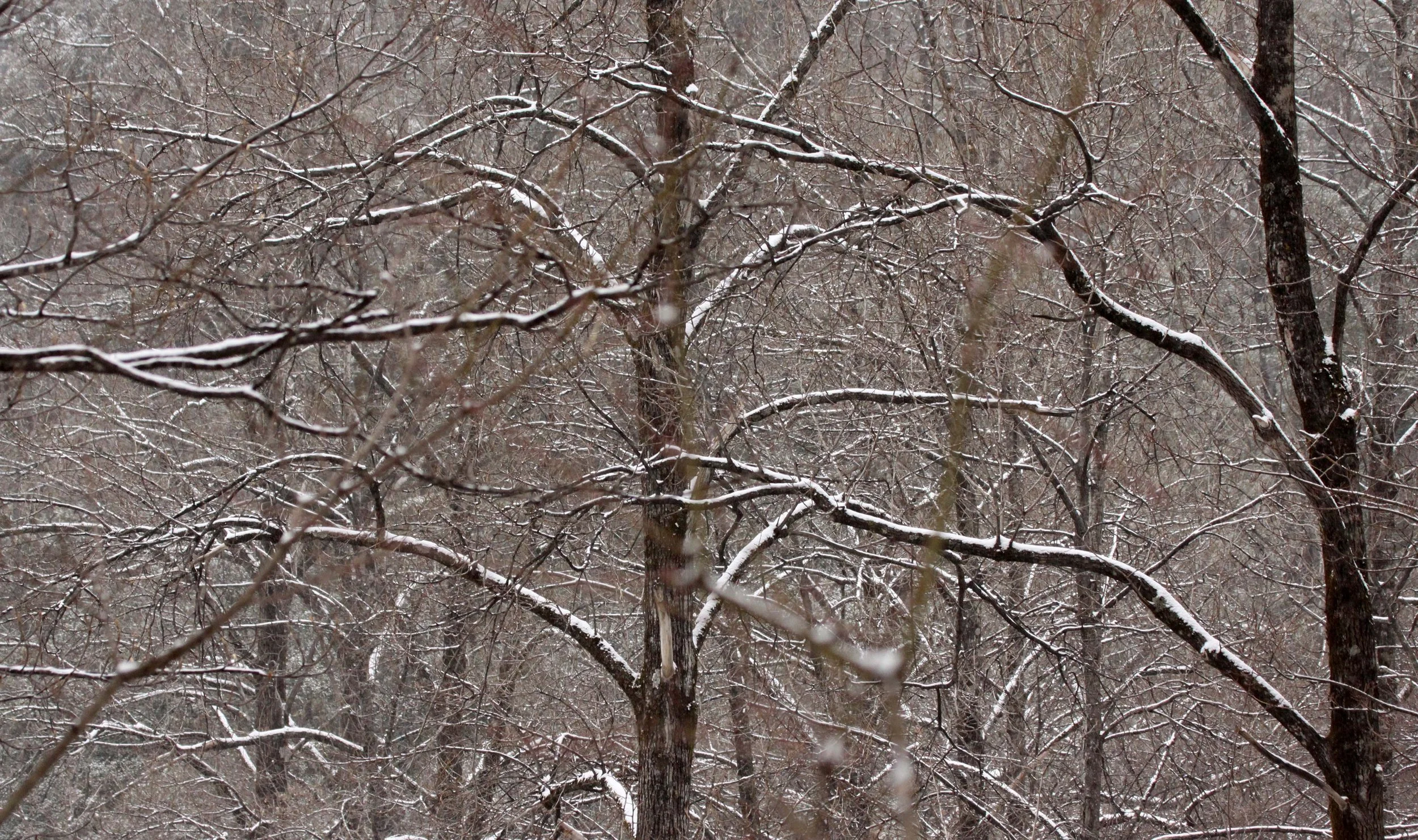 FOPING NATURE RESERVE SHAANXI PROVINCE CHINA (1).JPG