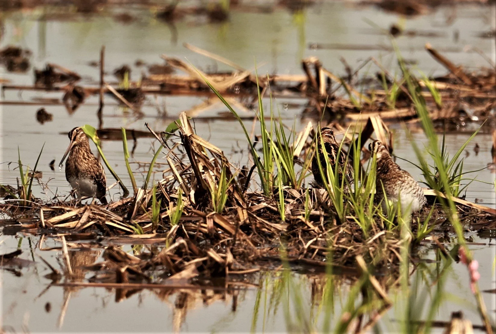 SNIPE - COMMON SNIPE - Gallinago gallinago - PATHUM THANI RICE RESEARCH CENTER NOV 26 2022 (6).jpg