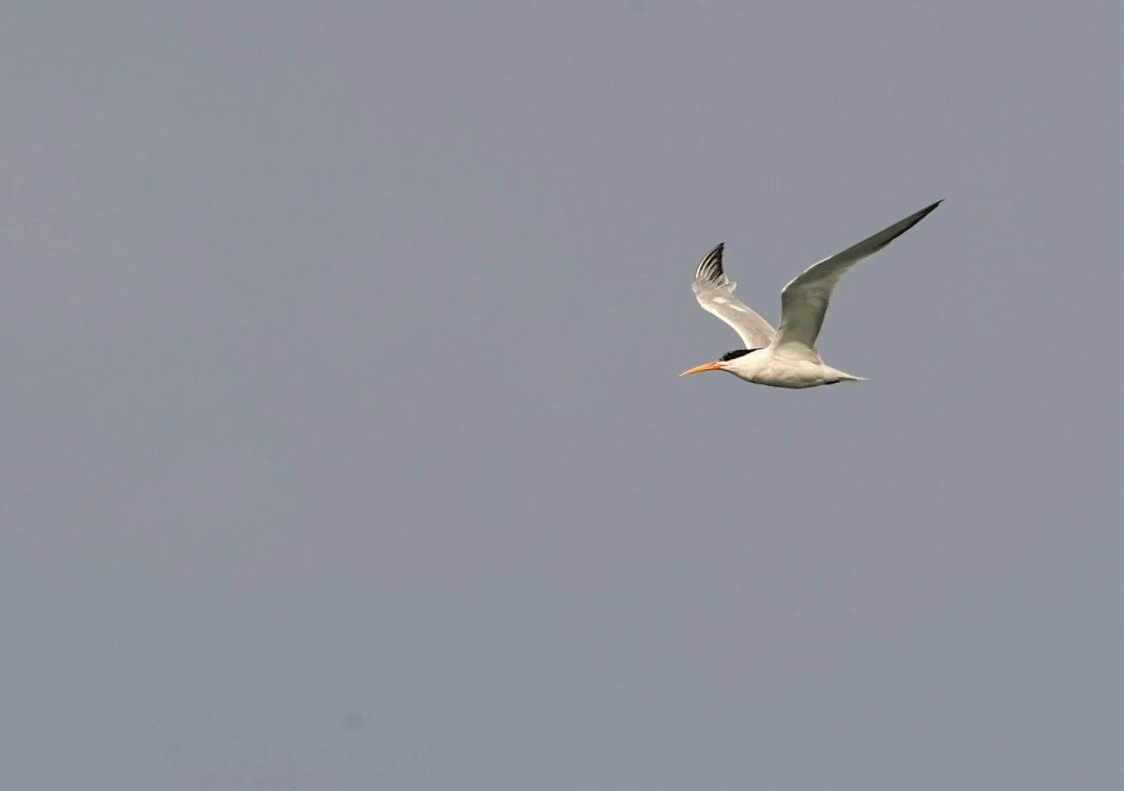 Thalasseus elegans - ELEGANT TERN - SANTA CRUZ ISLAND CHANNEL ISLANDS NATIONAL PARK 2022 (1).jpg