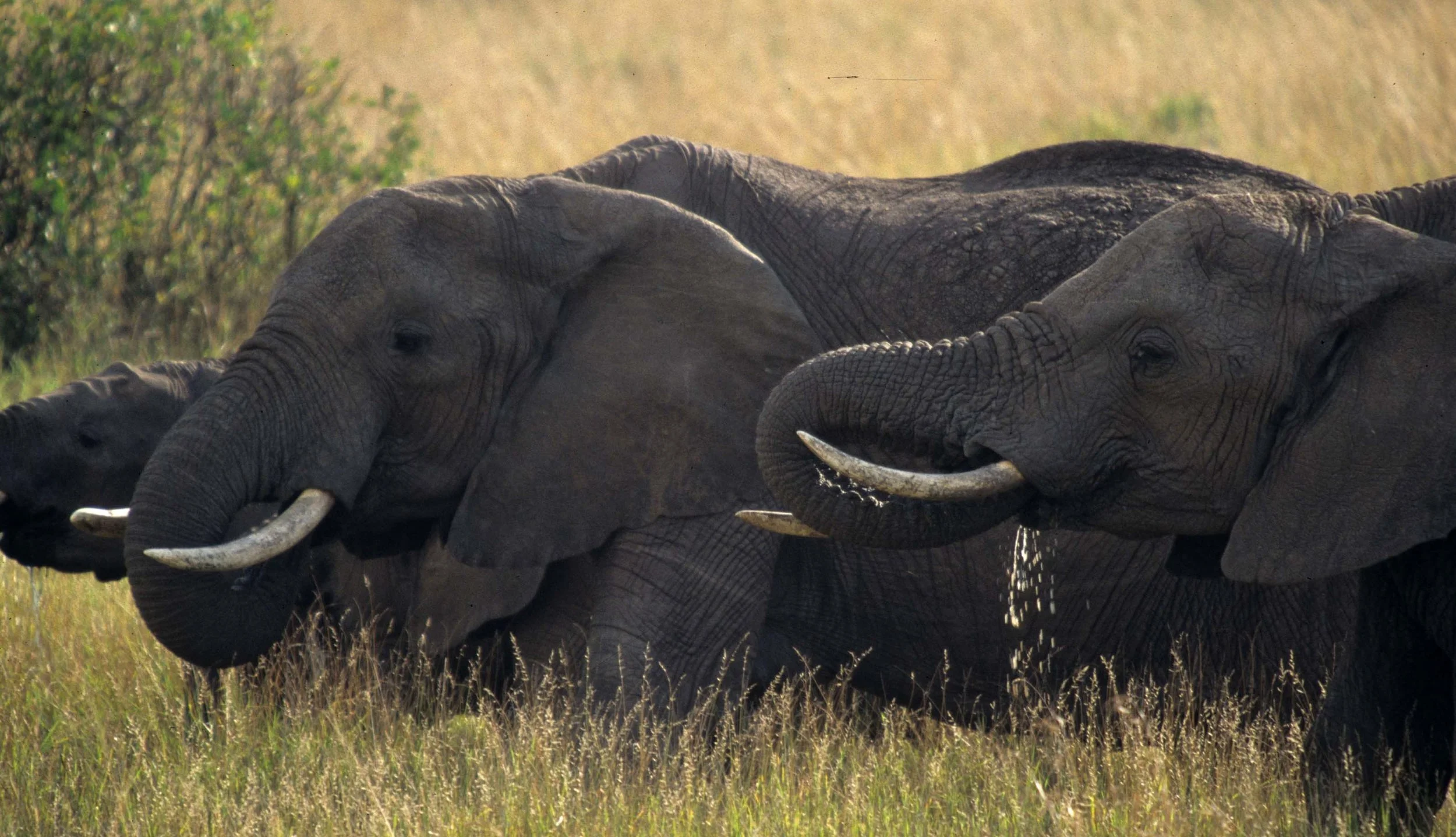 ELEPHANT - SERENGETI 20.jpg