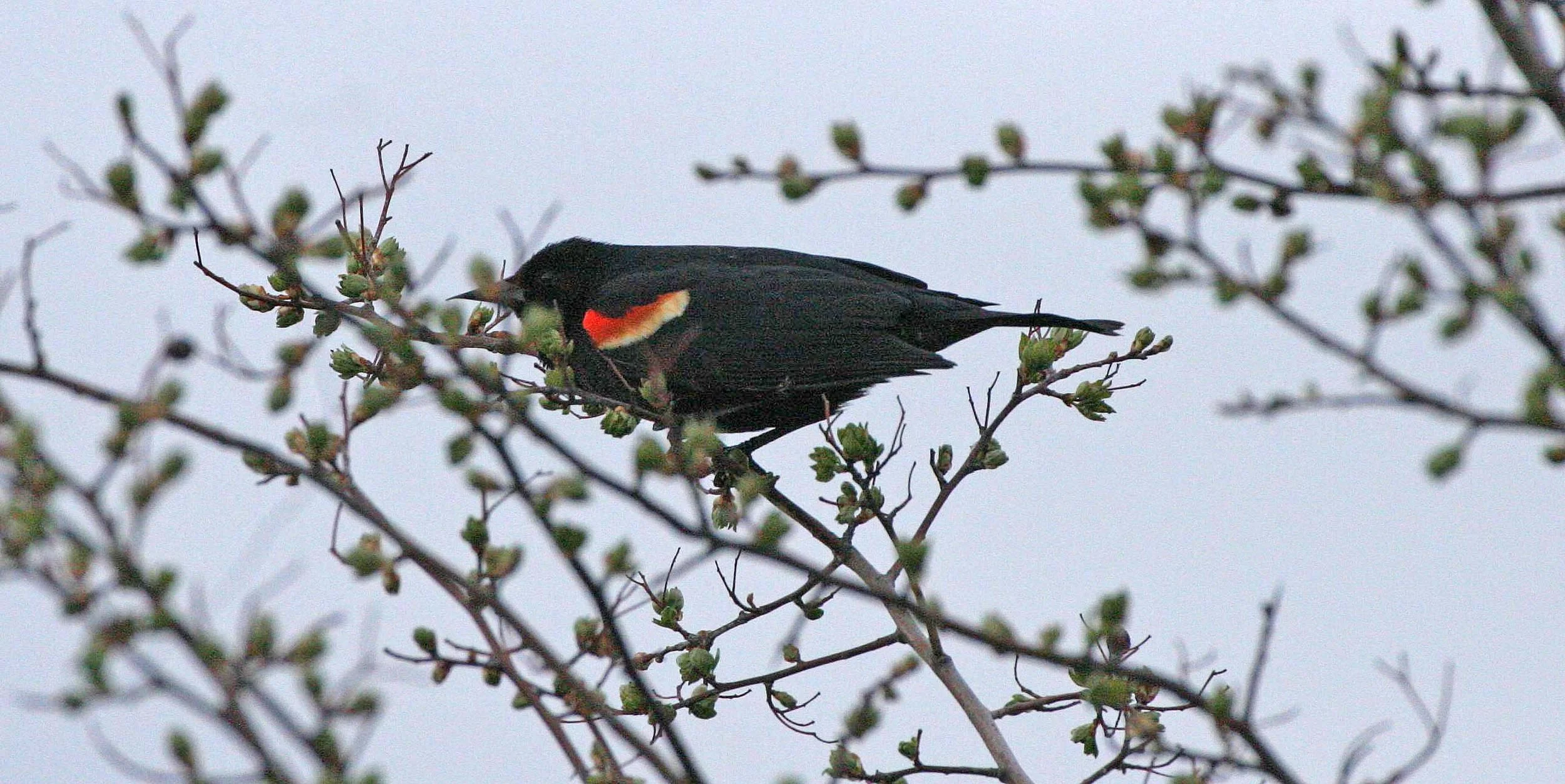 Red-winged Blackbird (Agelaius phoeniceus) Jamestown Olympic Peninsula Washington (13).JPG