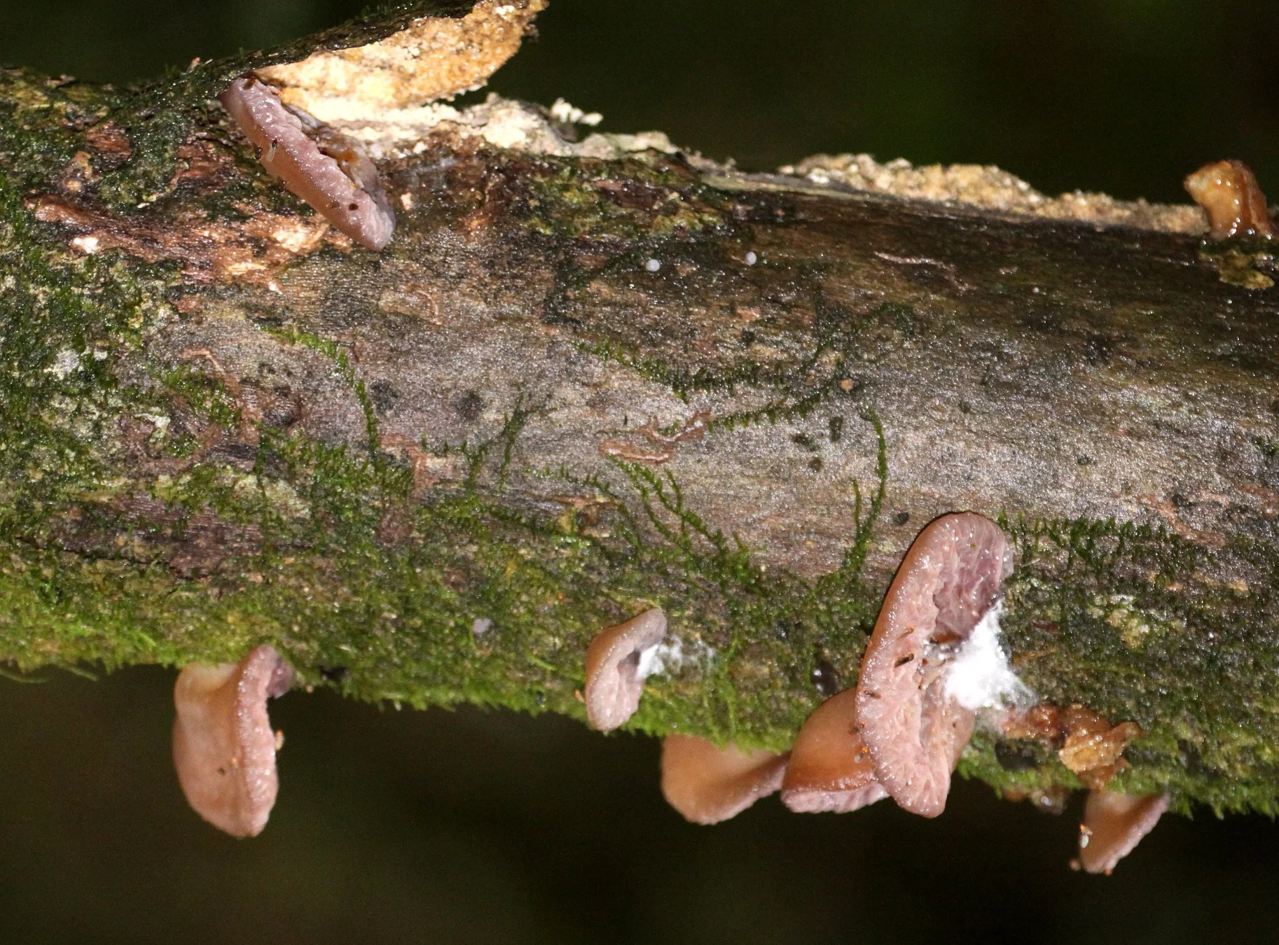 FUNGI - RANOMAFANA NATIONAL PARK MADGASCAR.JPG