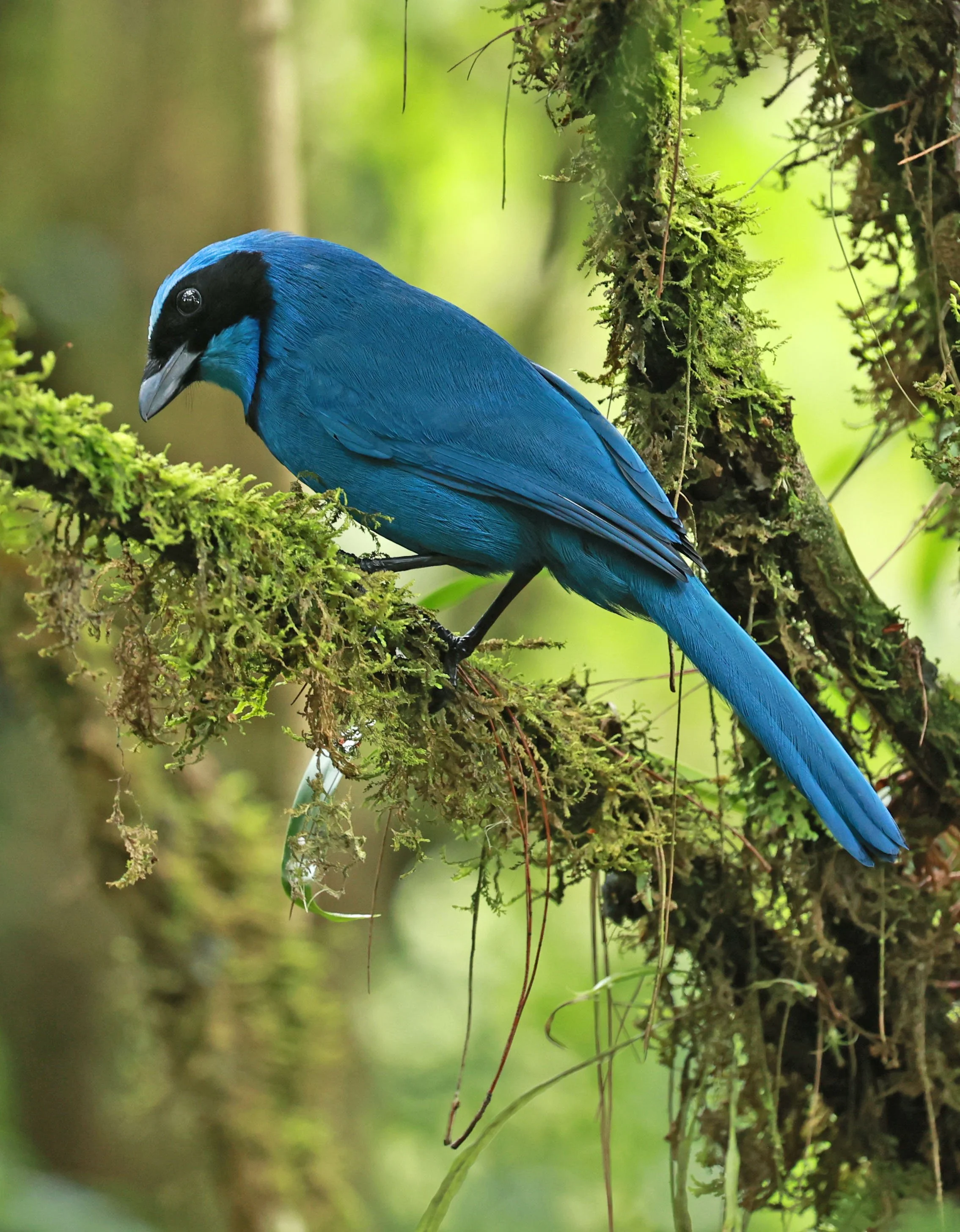 Jay - Turquoise Jay - Cyanolyca turcosa - Guango Lodge, Papallacta, Ecuador (3).jpg