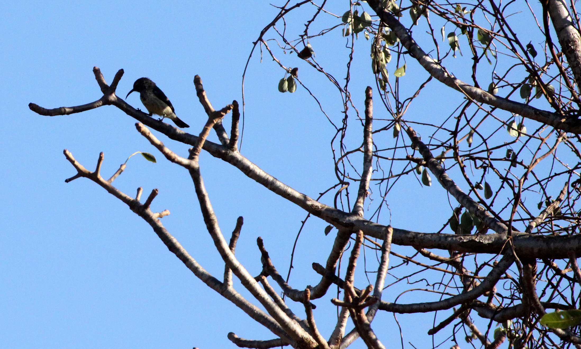 BIRD - SUNBIRD - SOUIMANGA SUNBIRD - BERENTY RESERVE MADAGASCAR.JPG