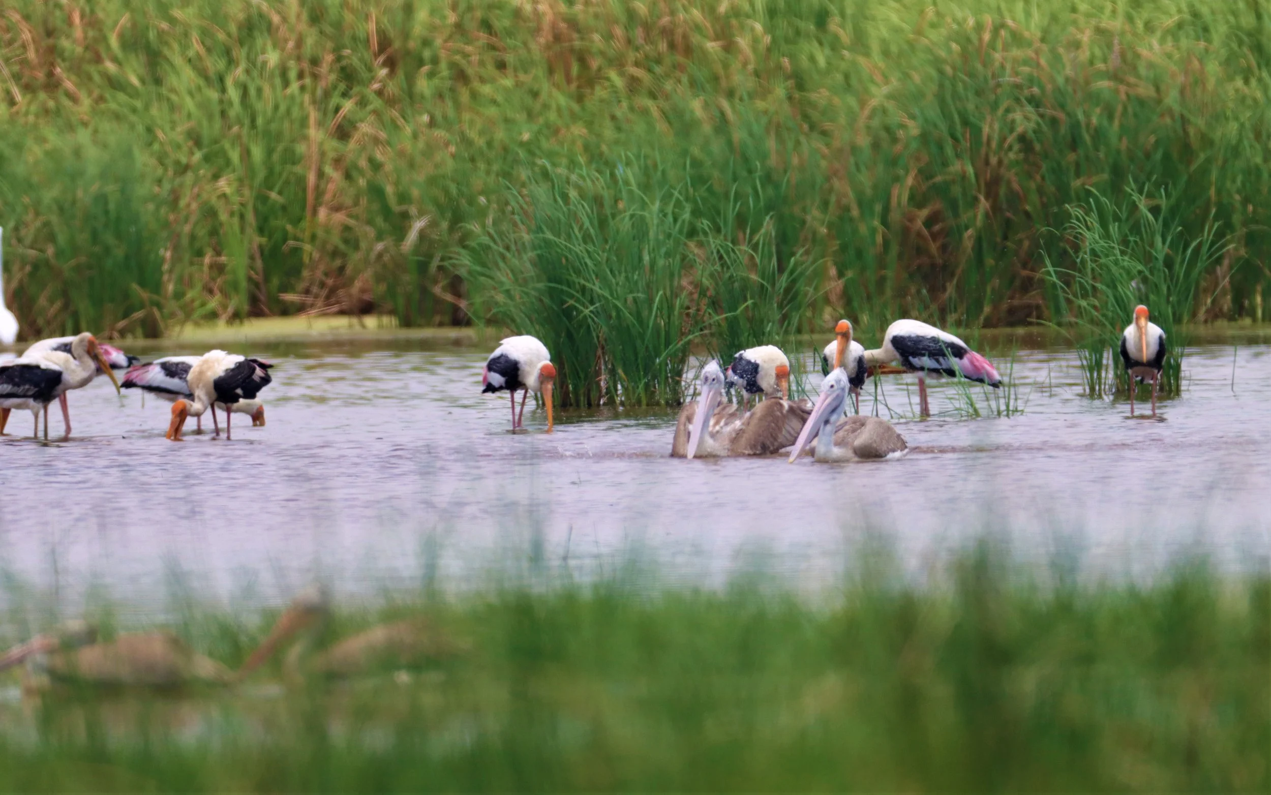 STORK - PAINTED STORK - Mycteria leucocephala -  CHACHOENGSAO EAST OF RIVER NORTH OF TOLLWAY GATE (12).jpg