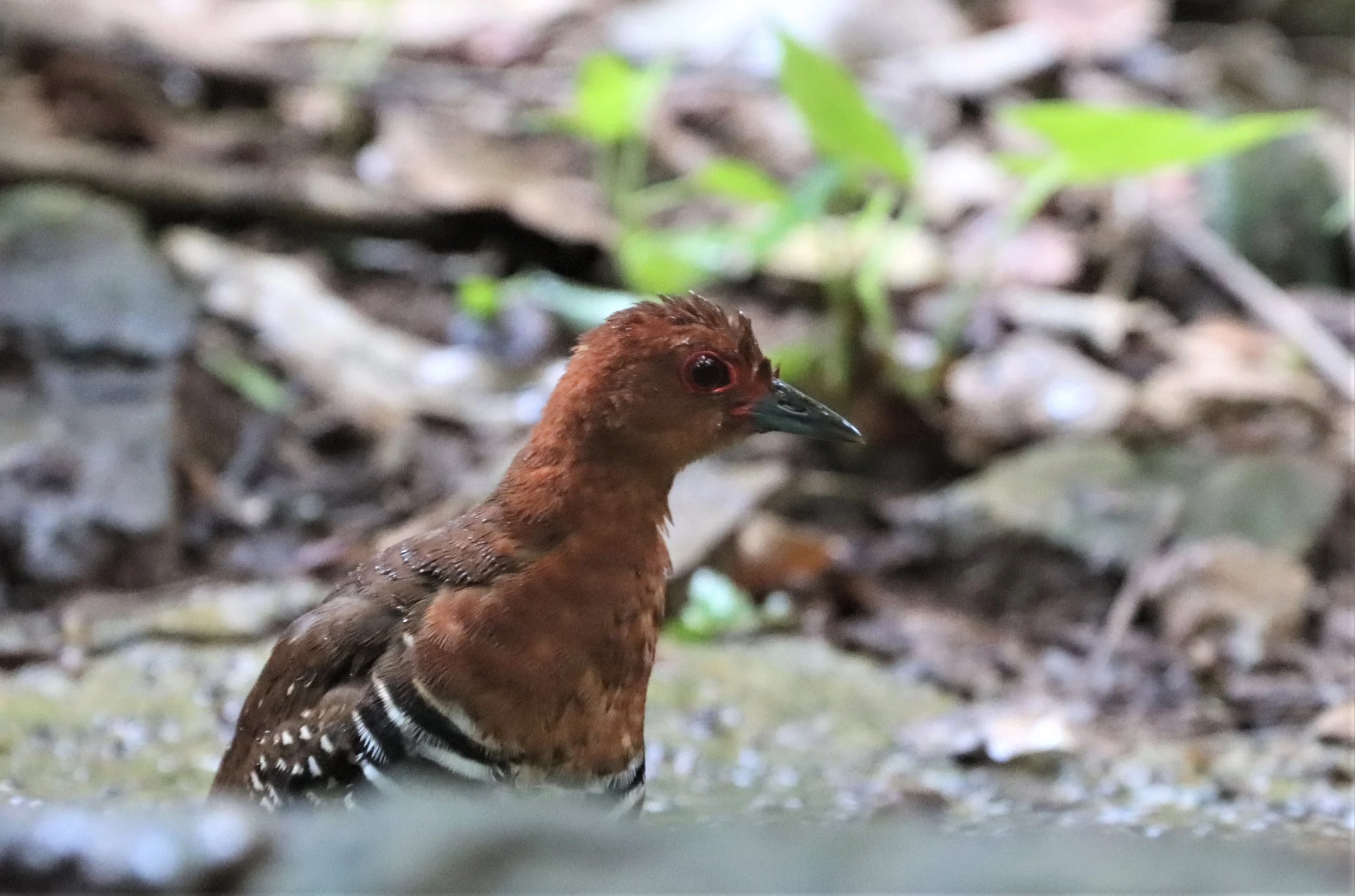 Red-legged Crake (Rallina fasciata) Neung Hide nr Kaeng Krachan NP Thailand (32).jpg