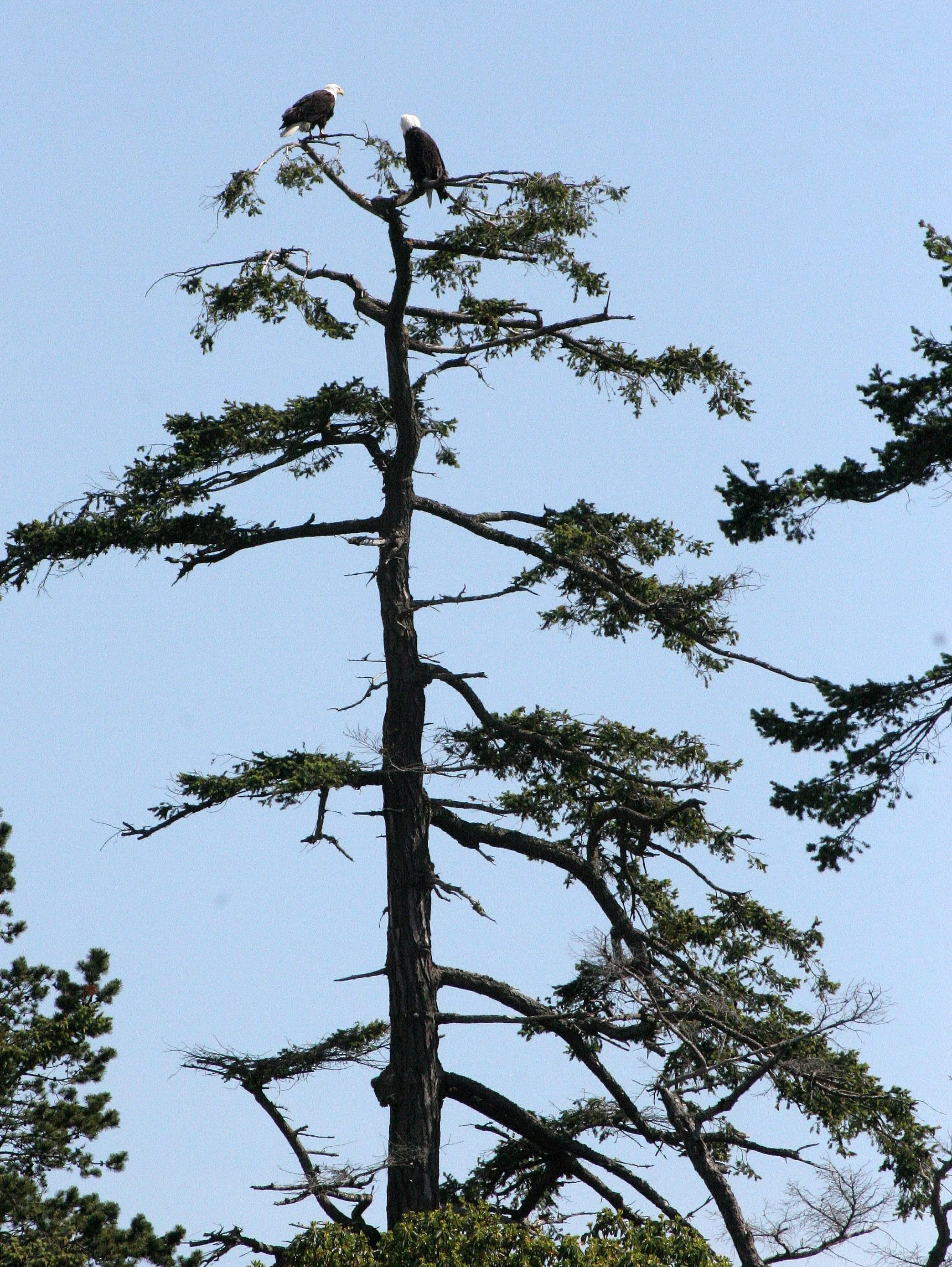 Haliaeetus leucocephalus - AMERICAN BALD EAGLE - SAN JUAN ISLANDS WA (8).JPG