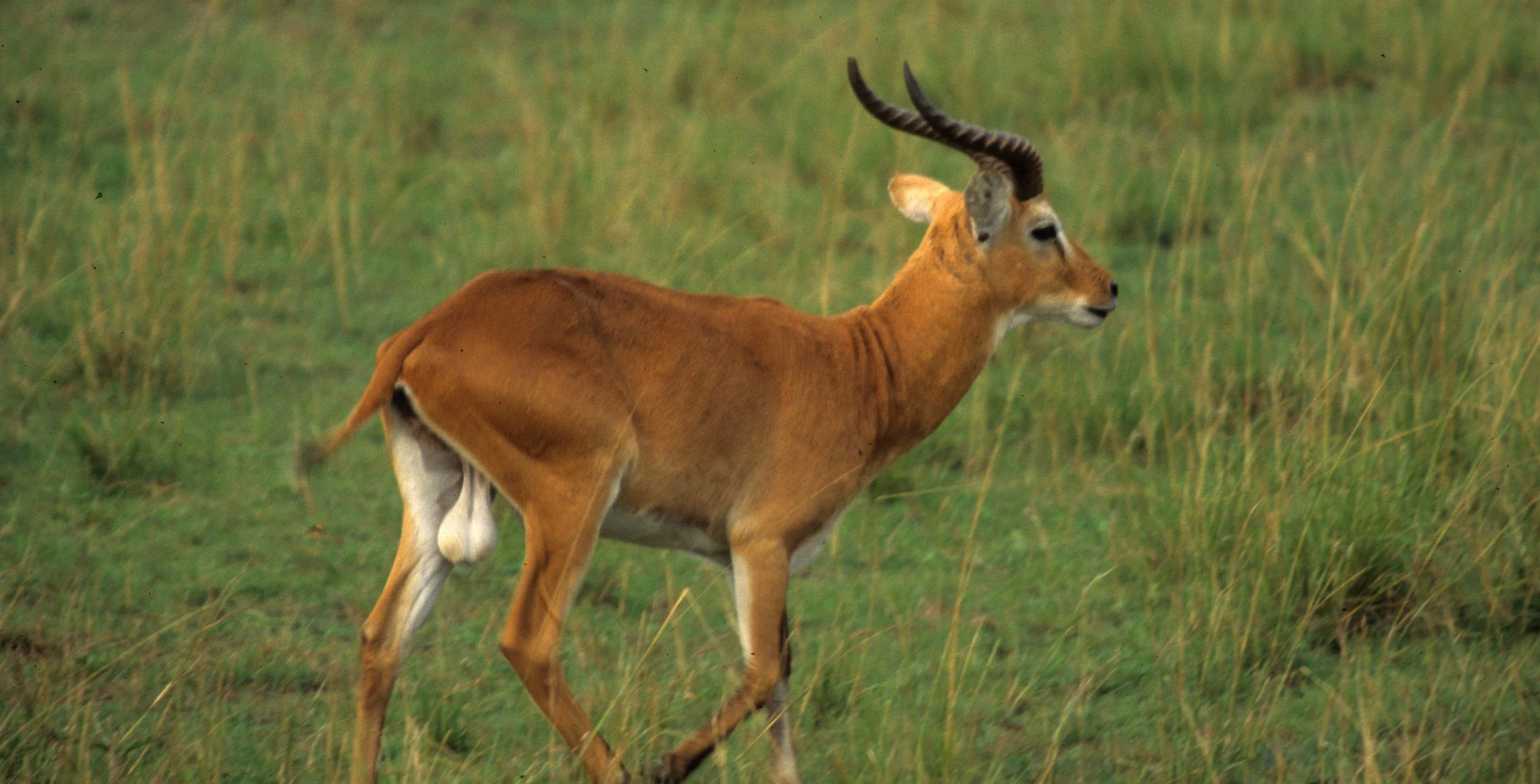 BOVID - UGANDA KOB - QE (9).jpg