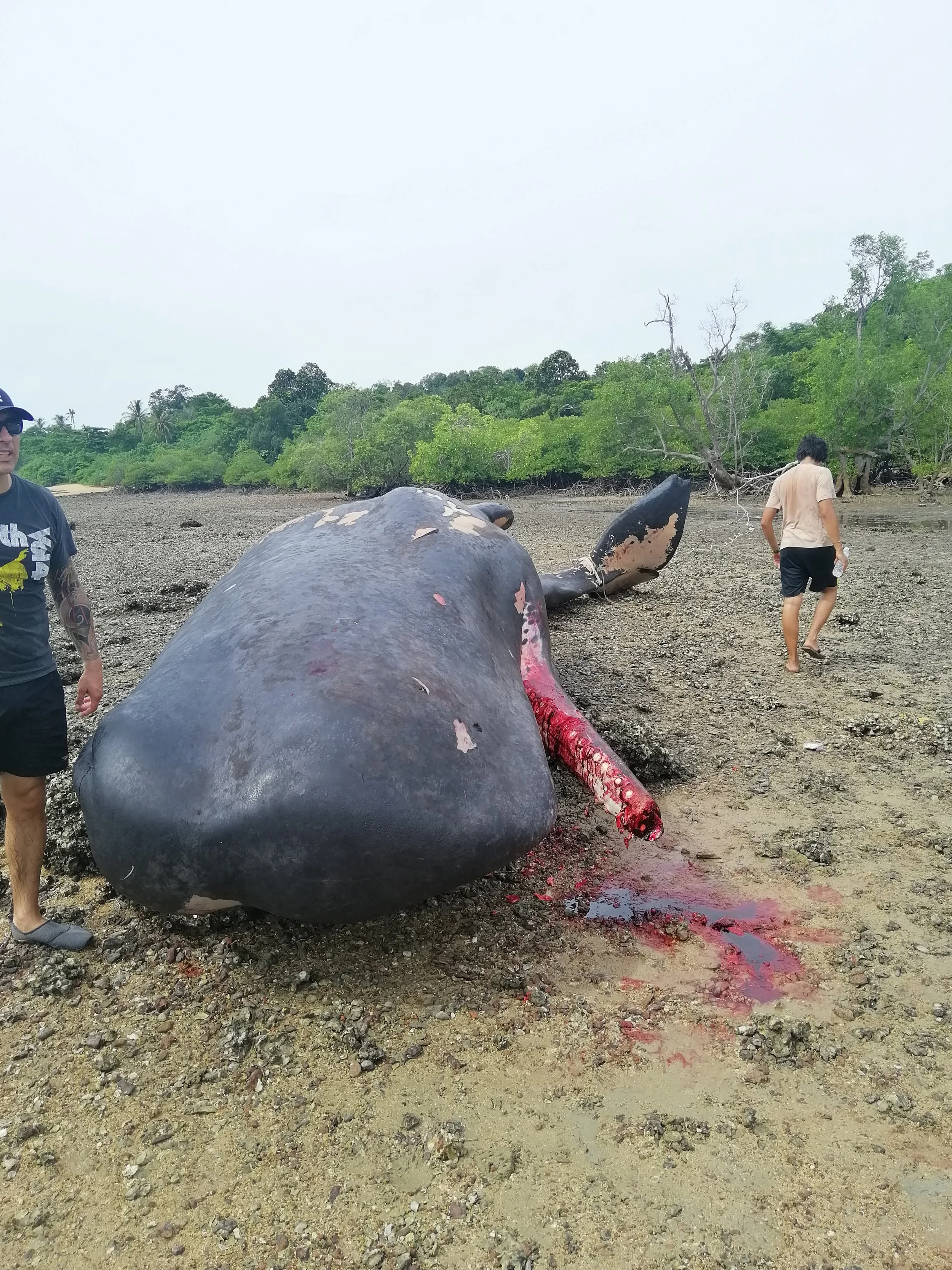 2019 Koh Lanta Dead Sperm Whale Summer Trip (7).jpg